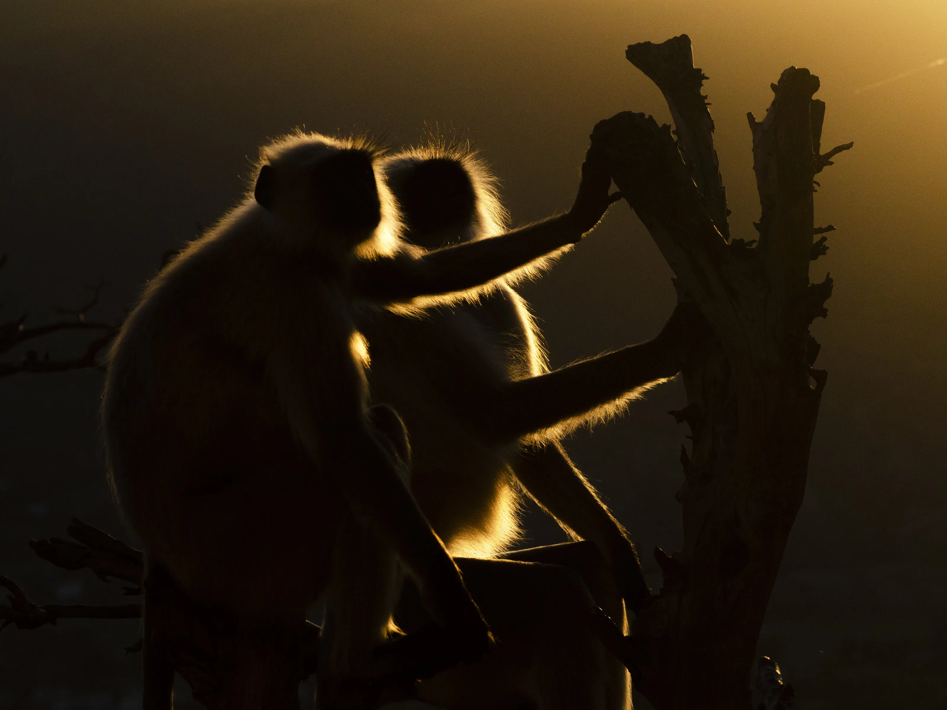 First light