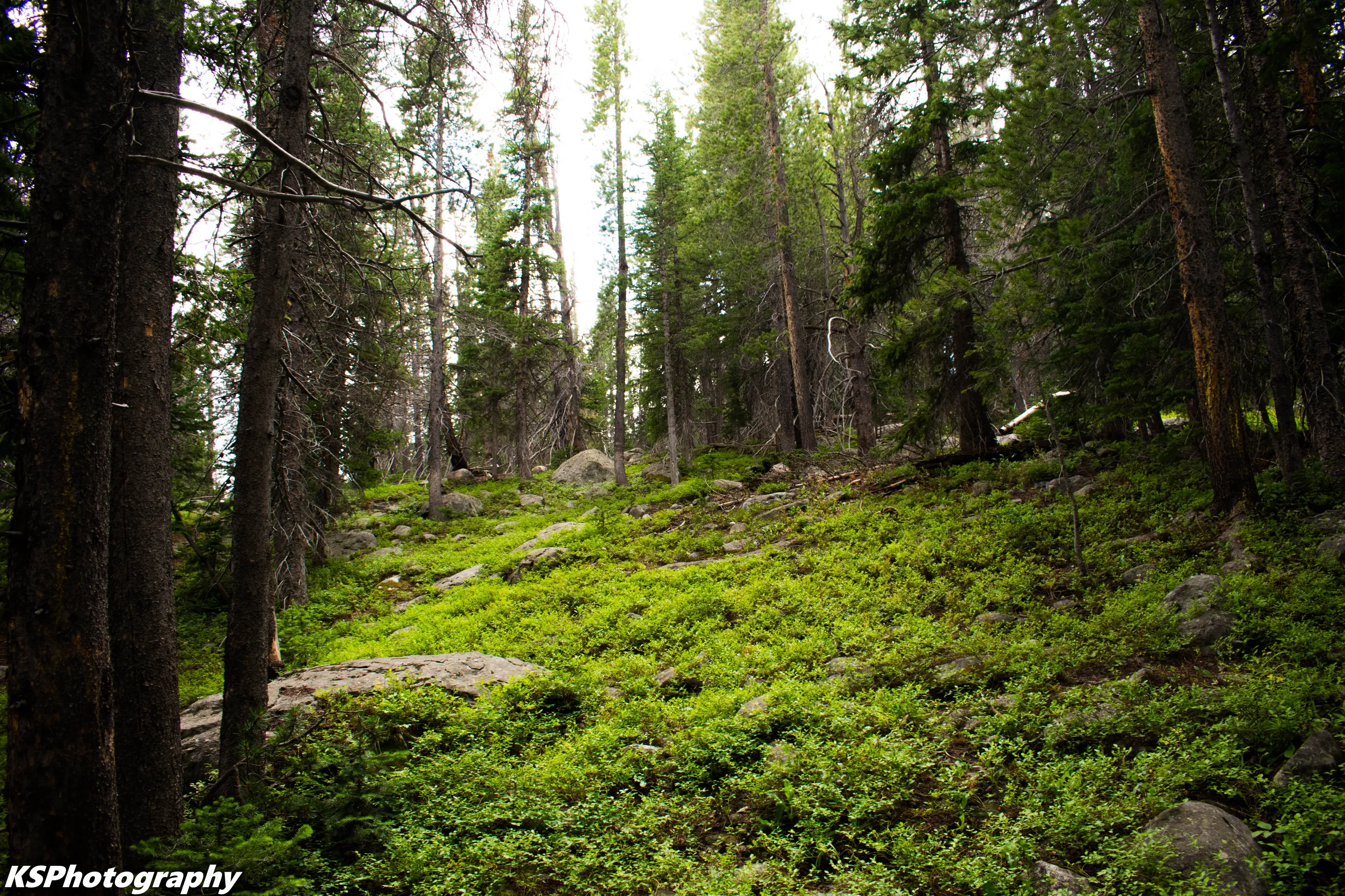 Lighting the Forest Floor