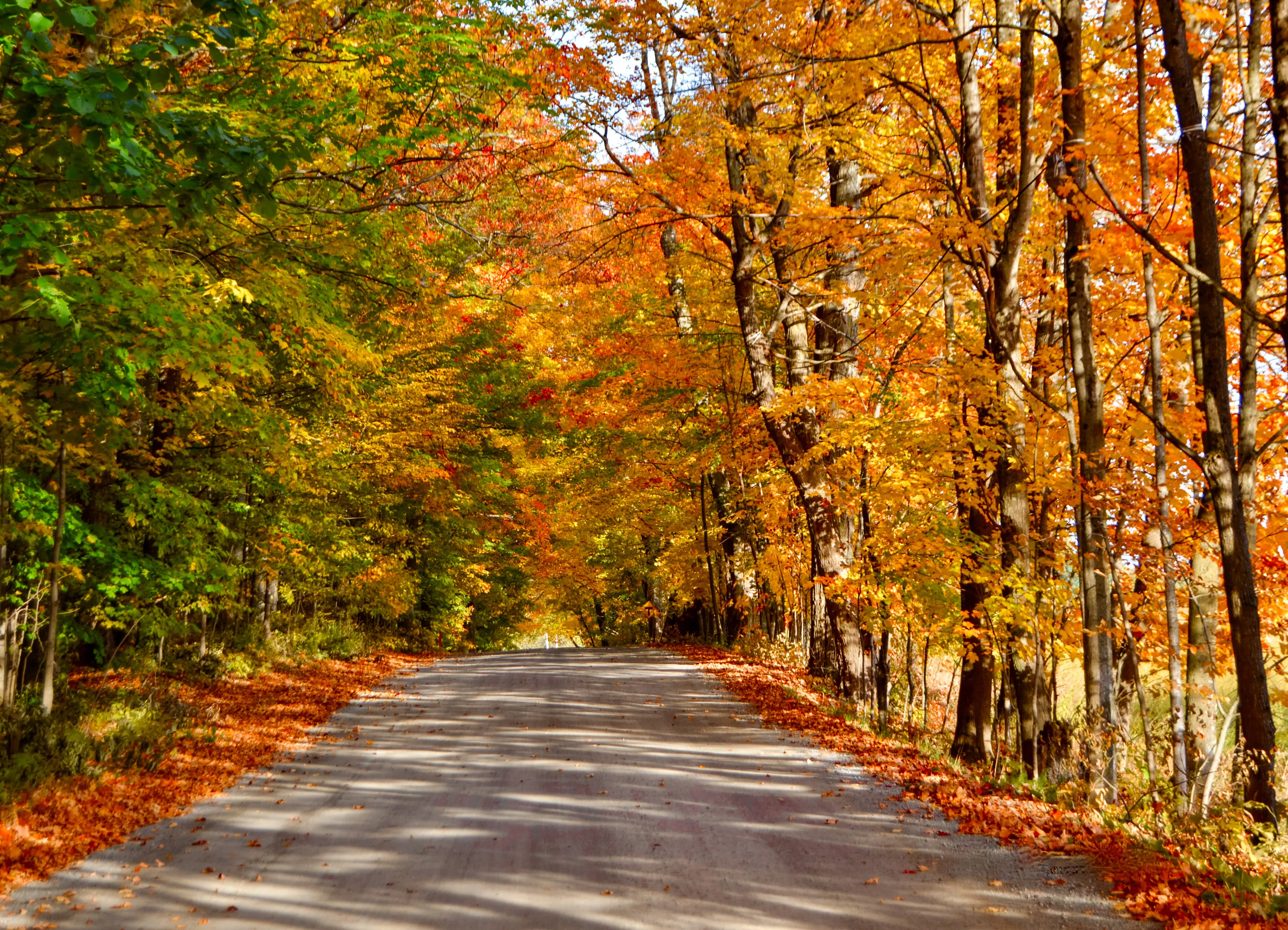 Autumn Road
