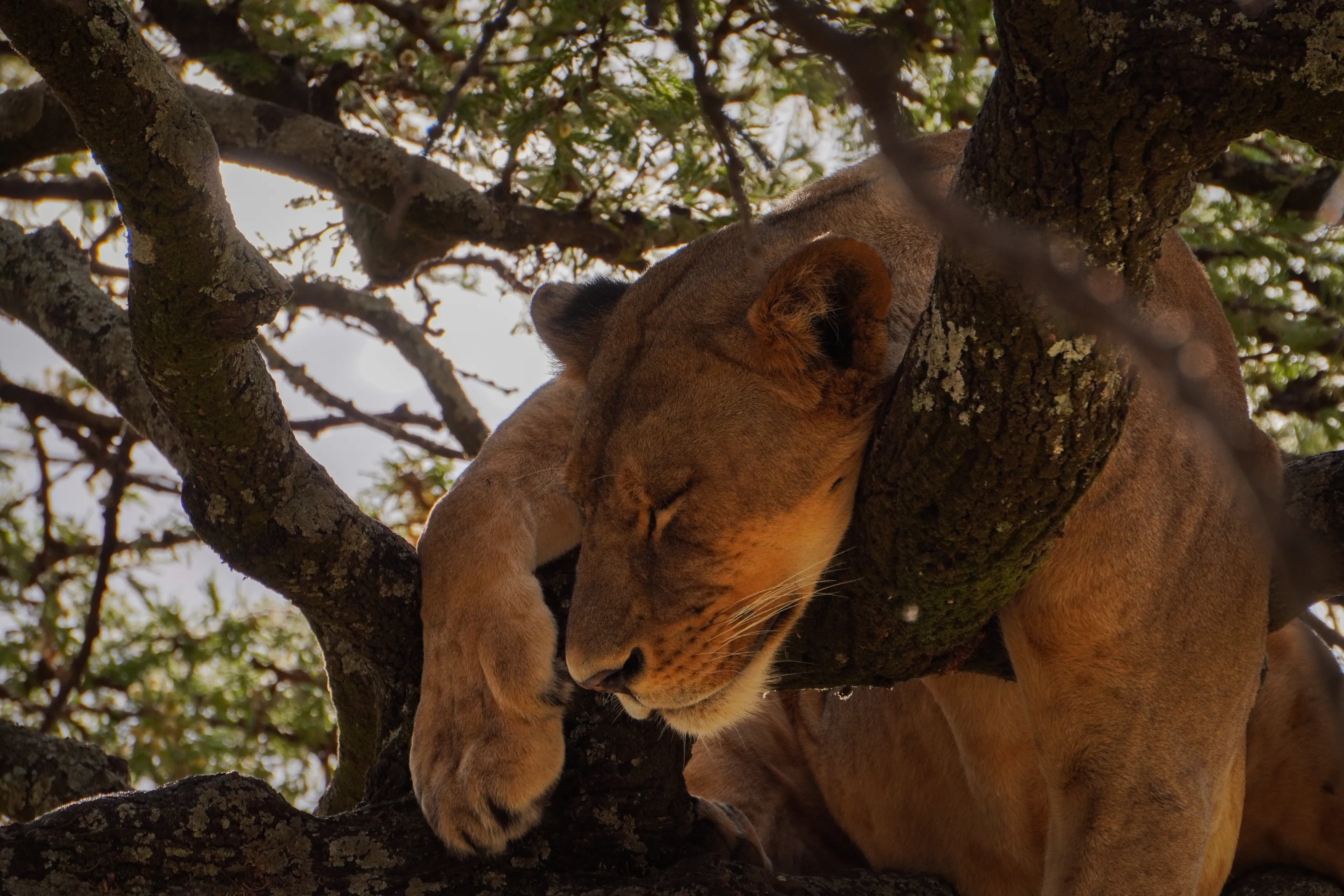 Sleeping Lion