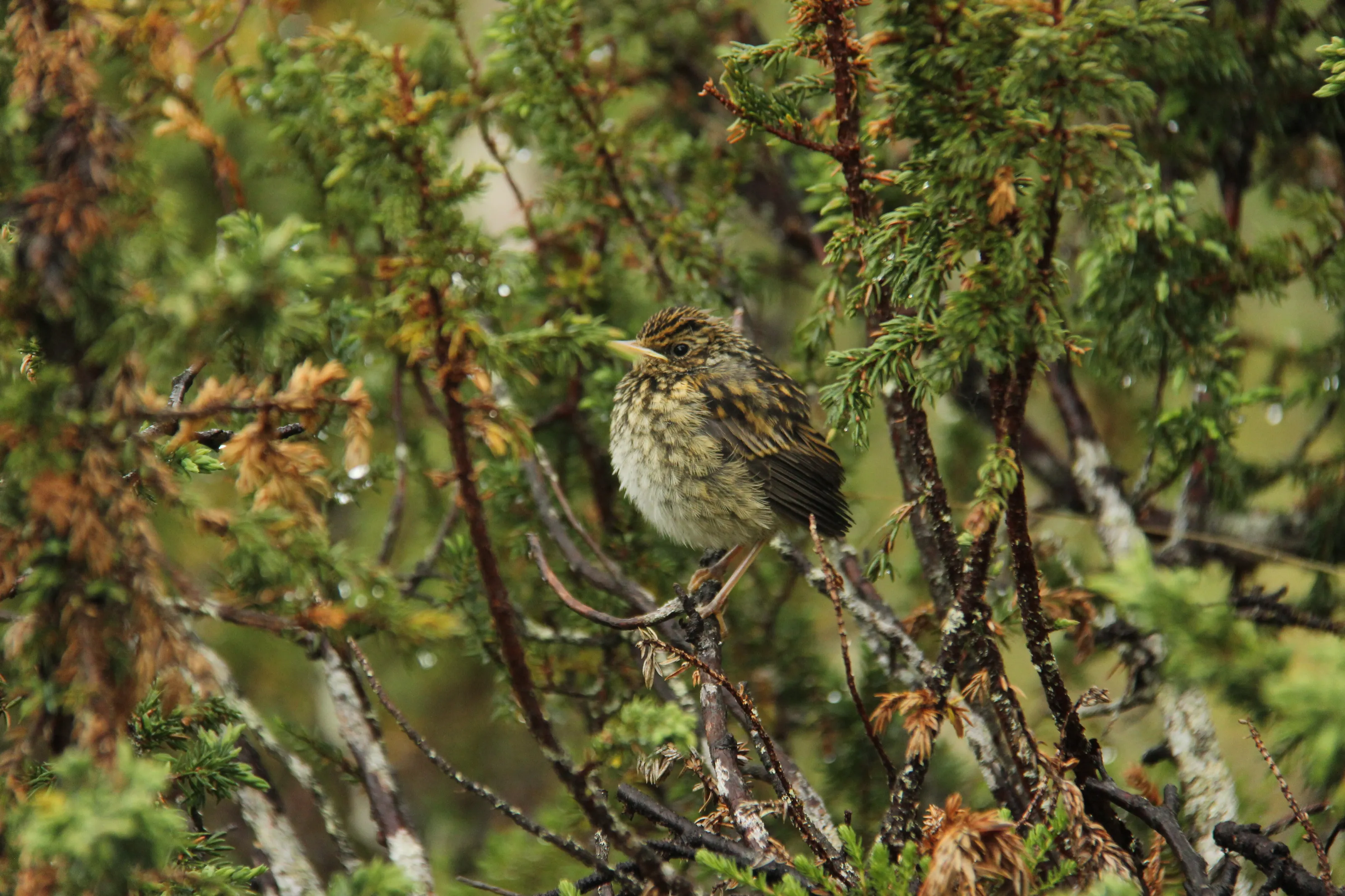 Young bluethroat