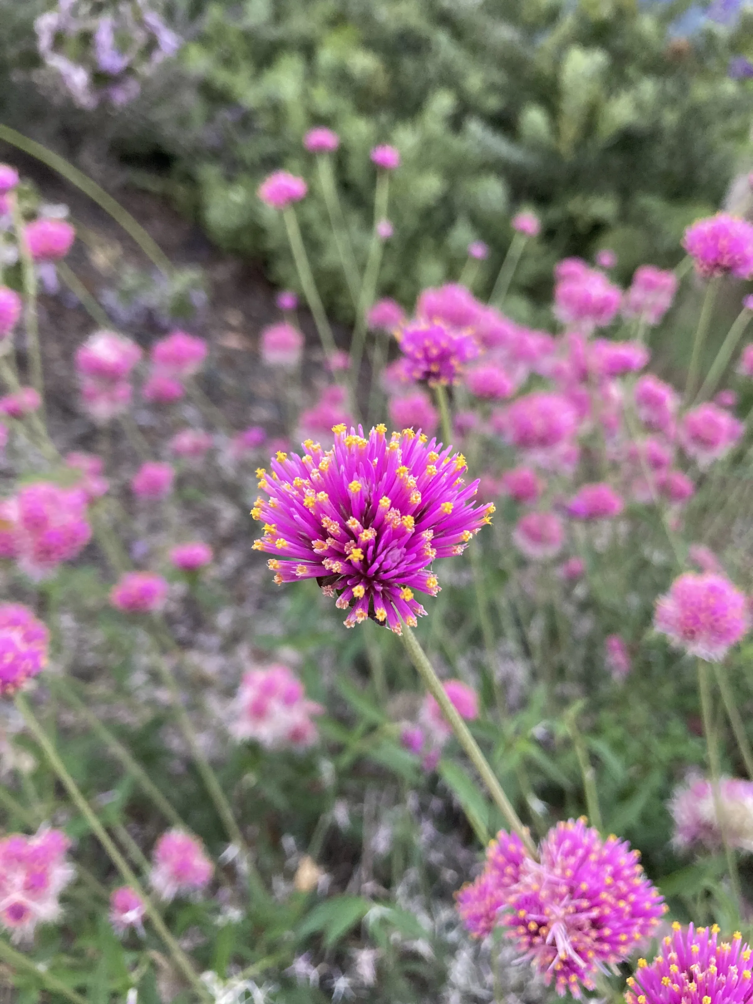 Summertime California Flowers