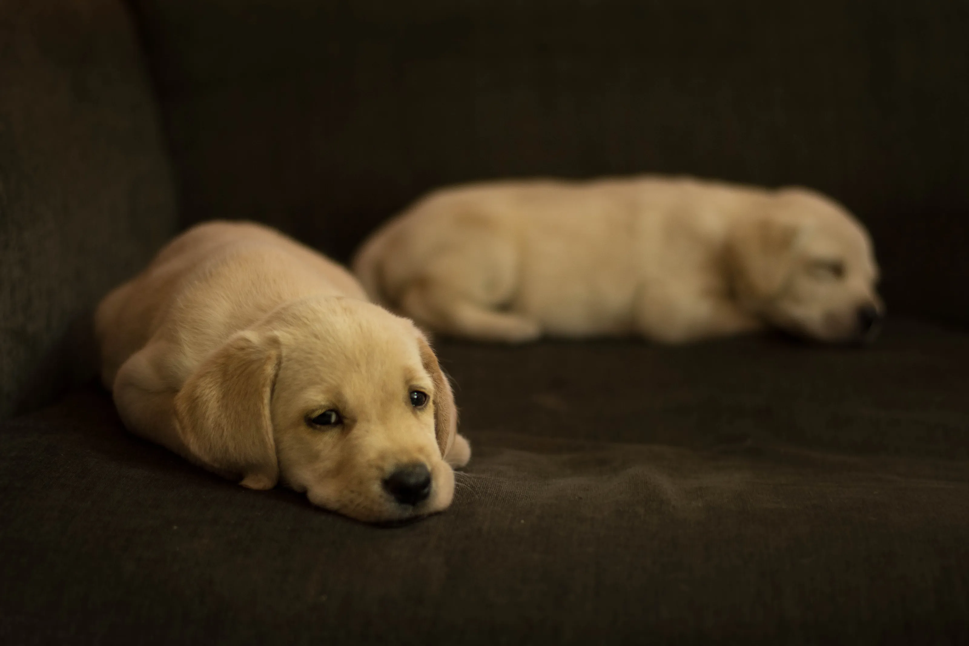 Meet Bolt and Bruno