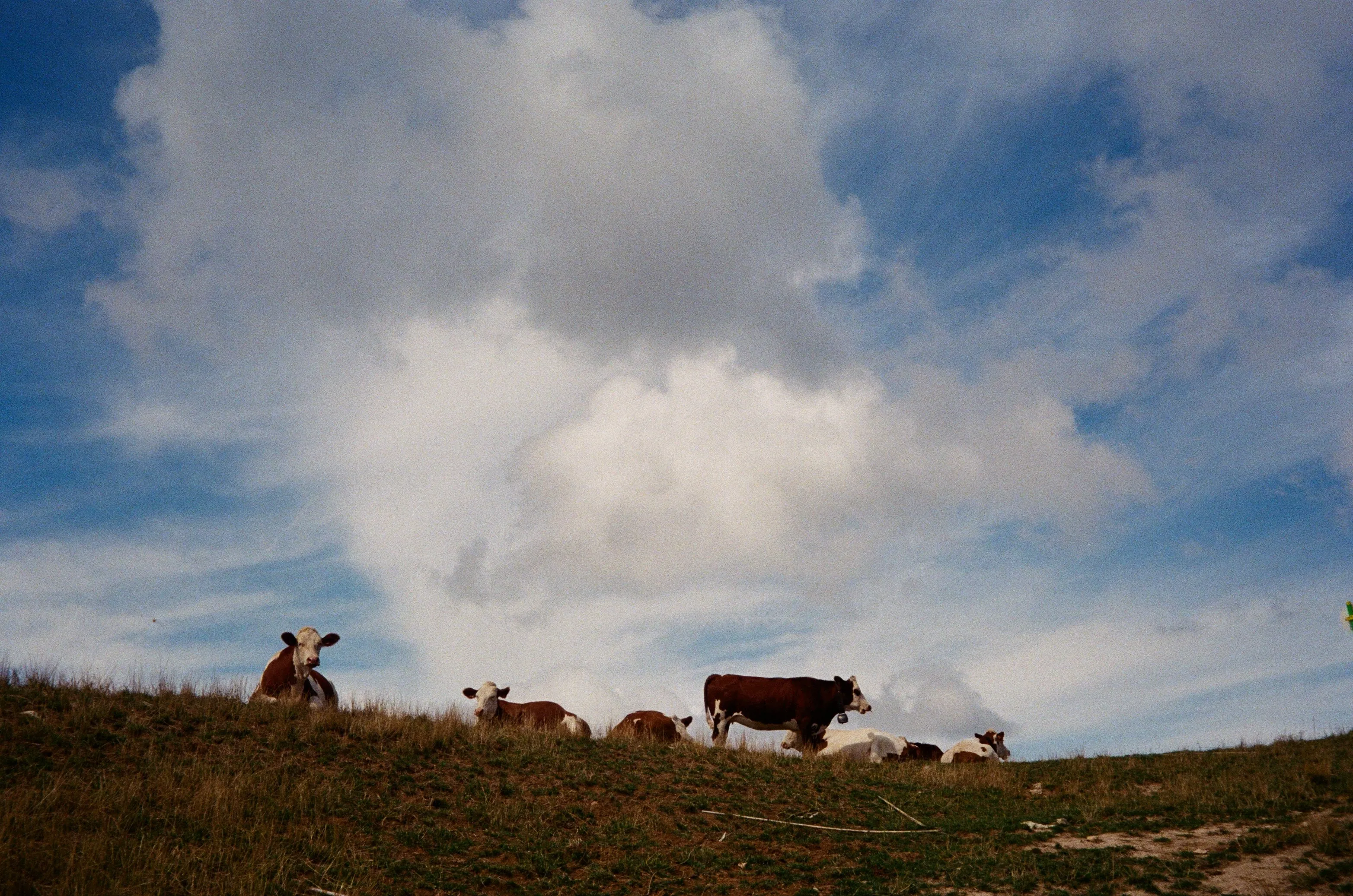 Cows in the mountains