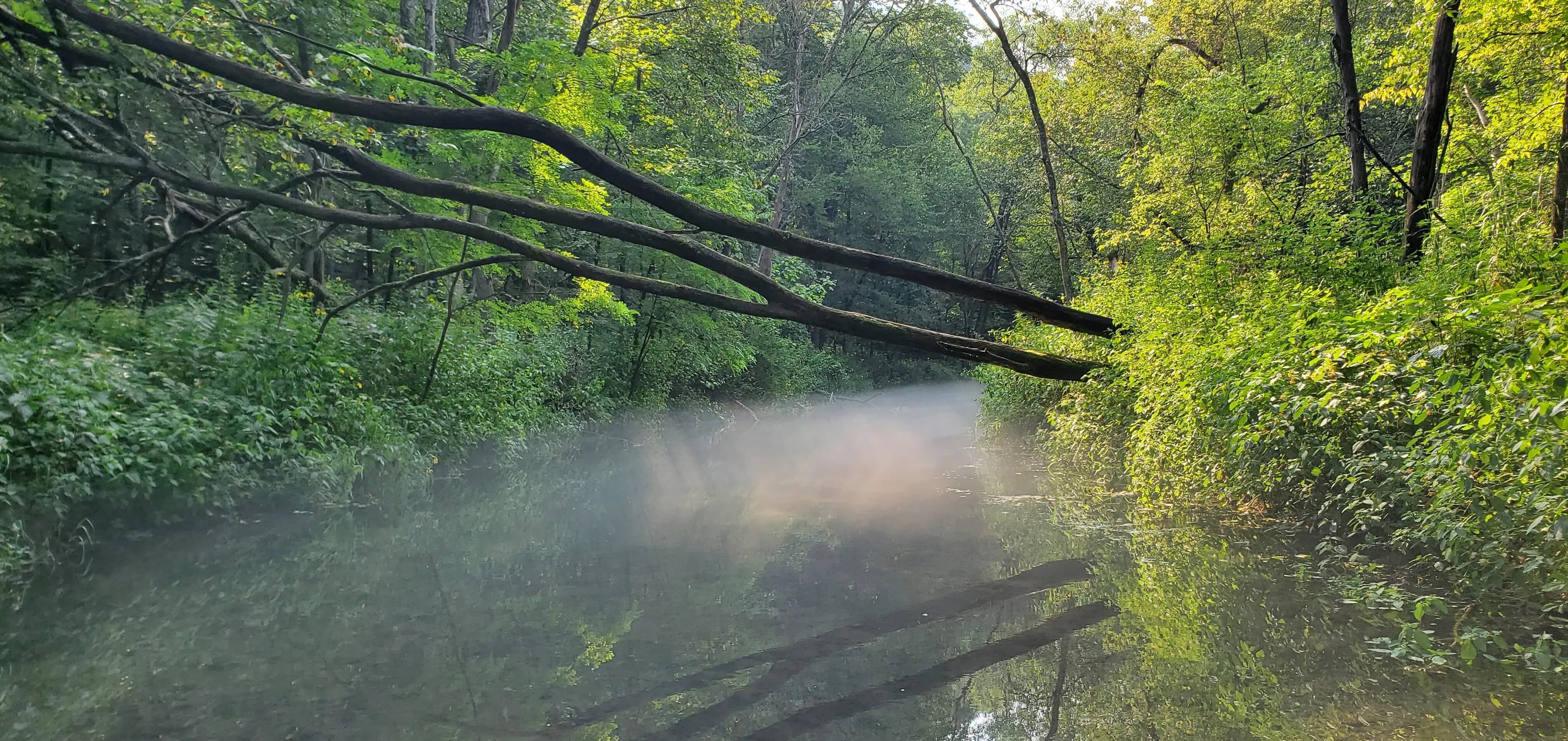 Mist and Reflection
