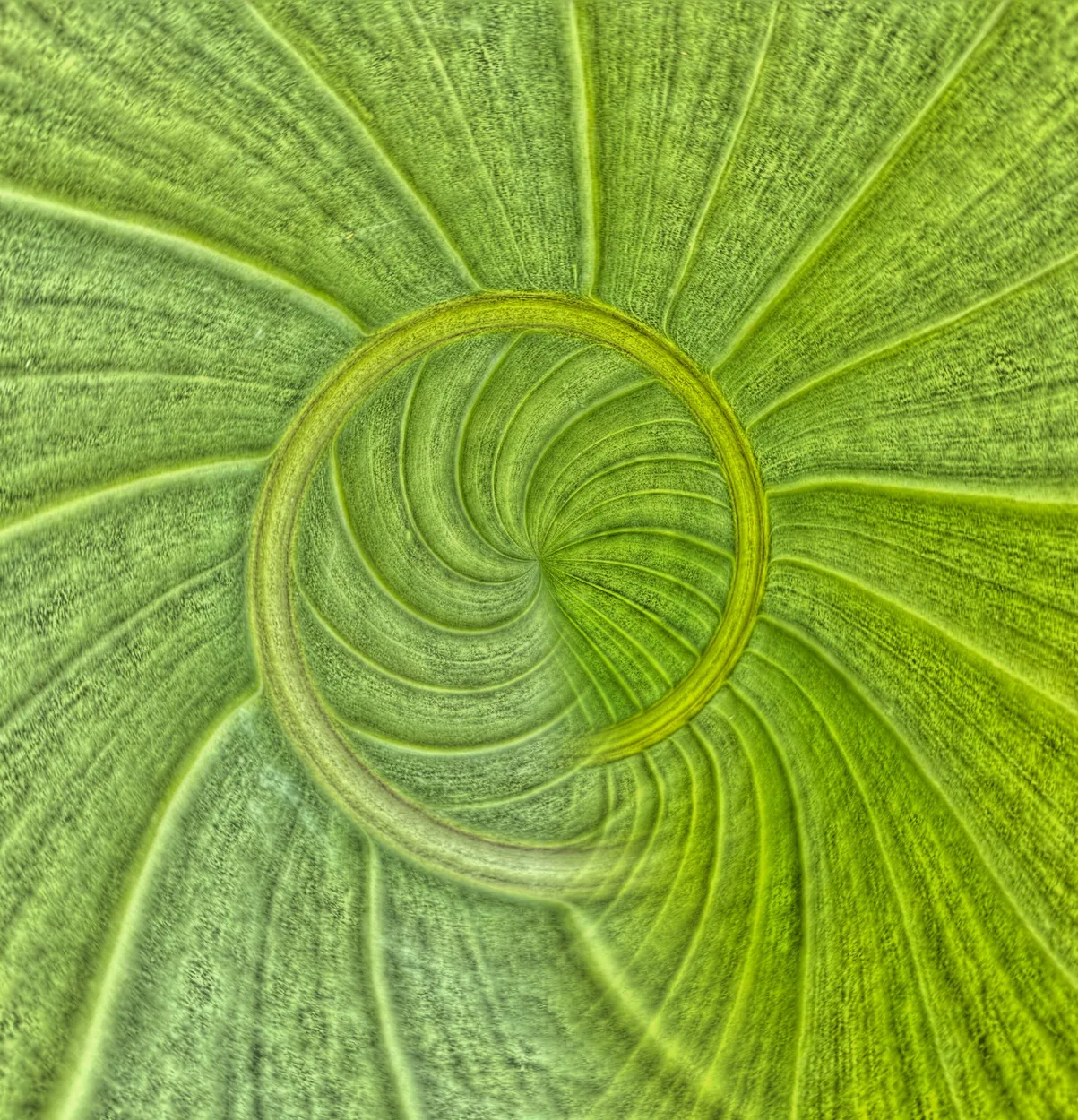 Leaf swirl
