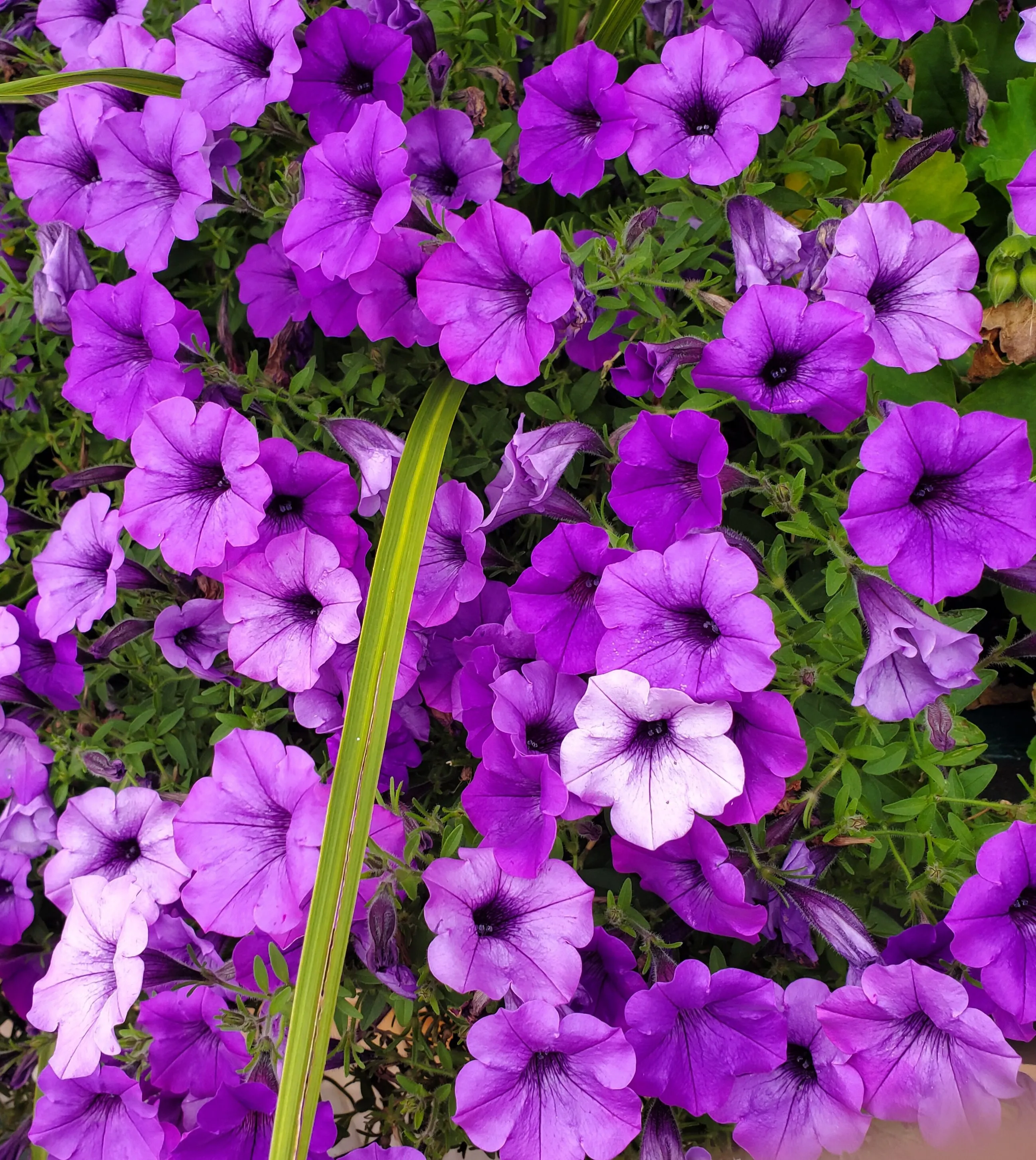 Popping Purple
