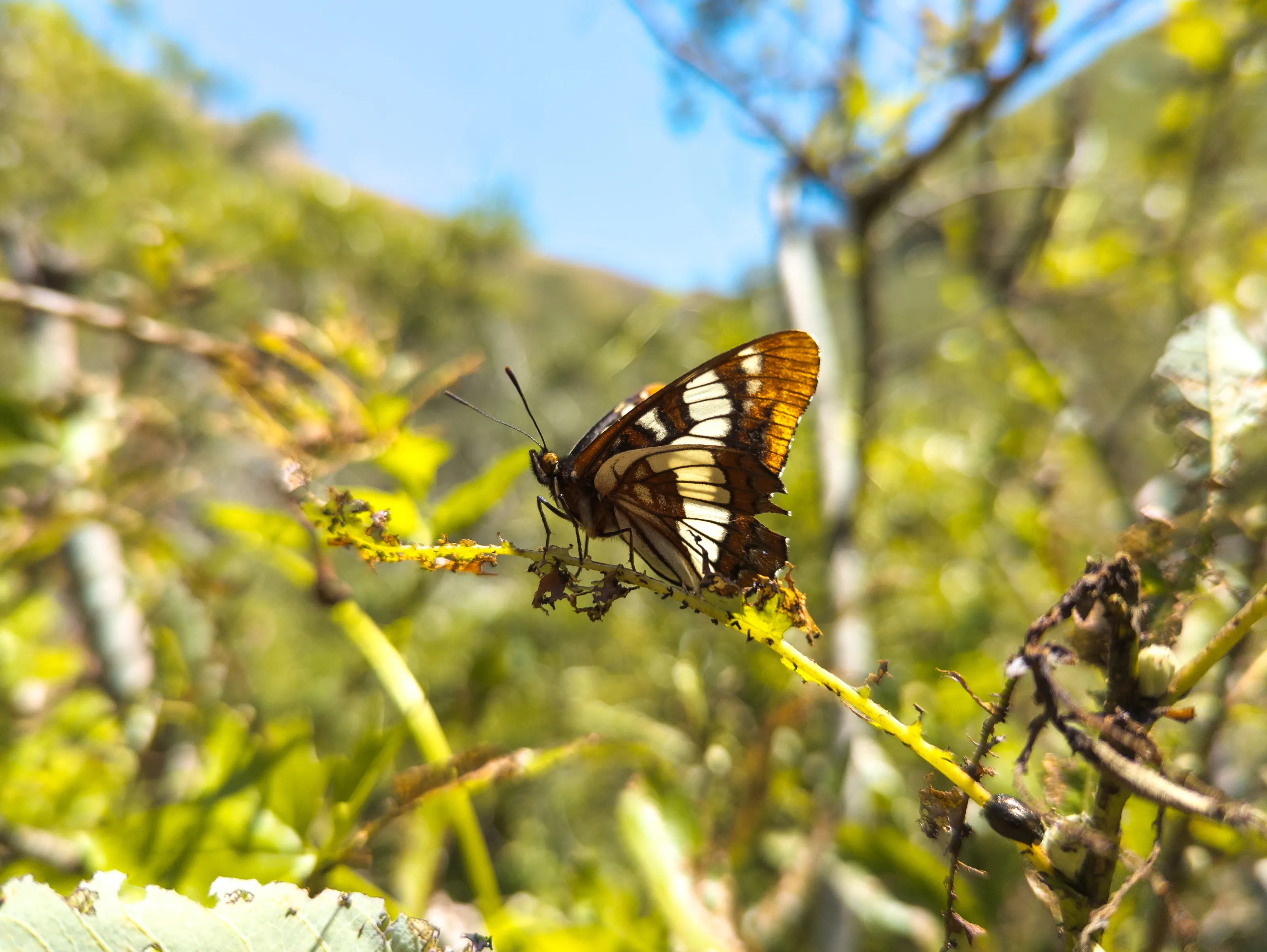 Butterfly