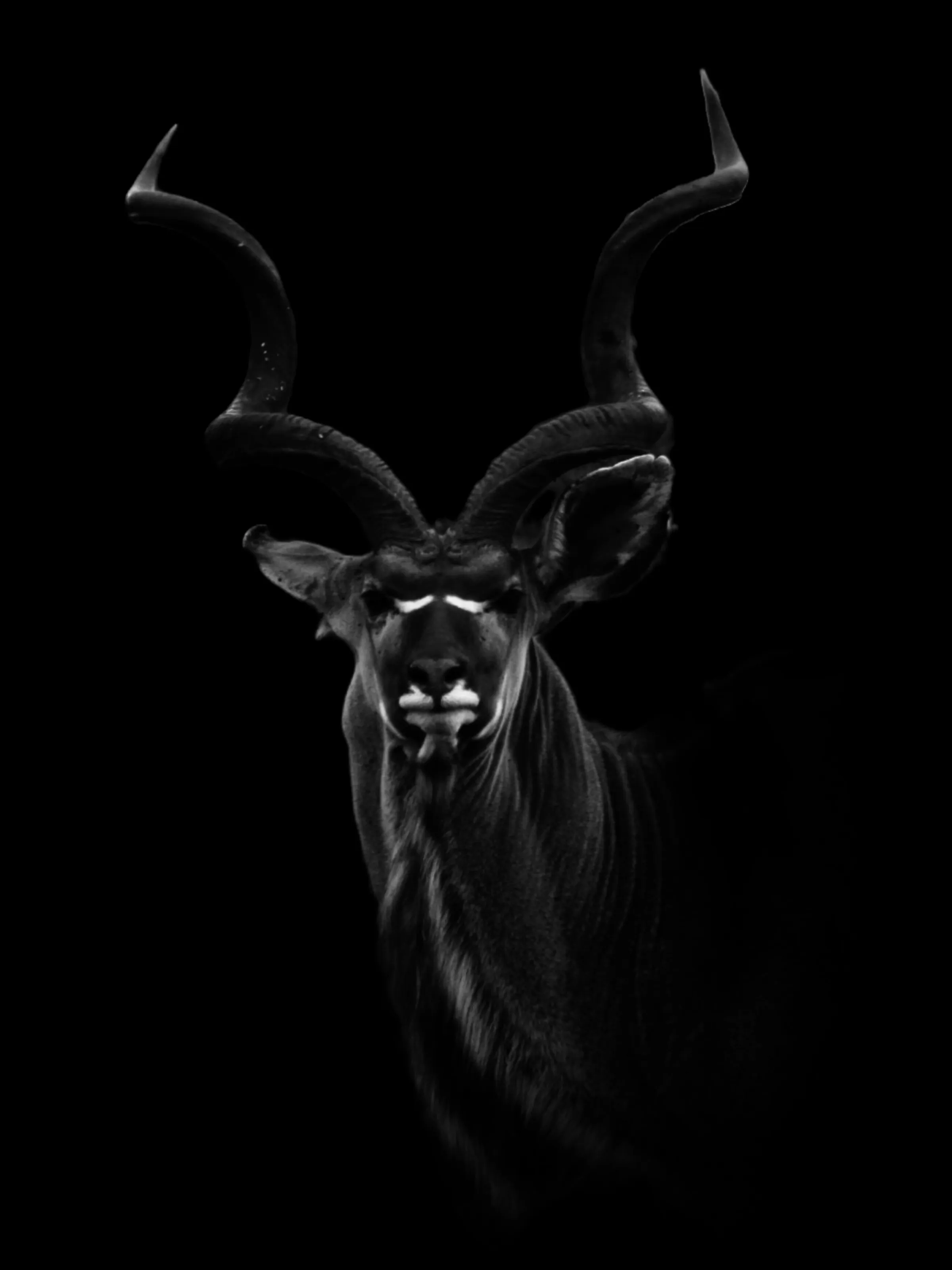 Kudu