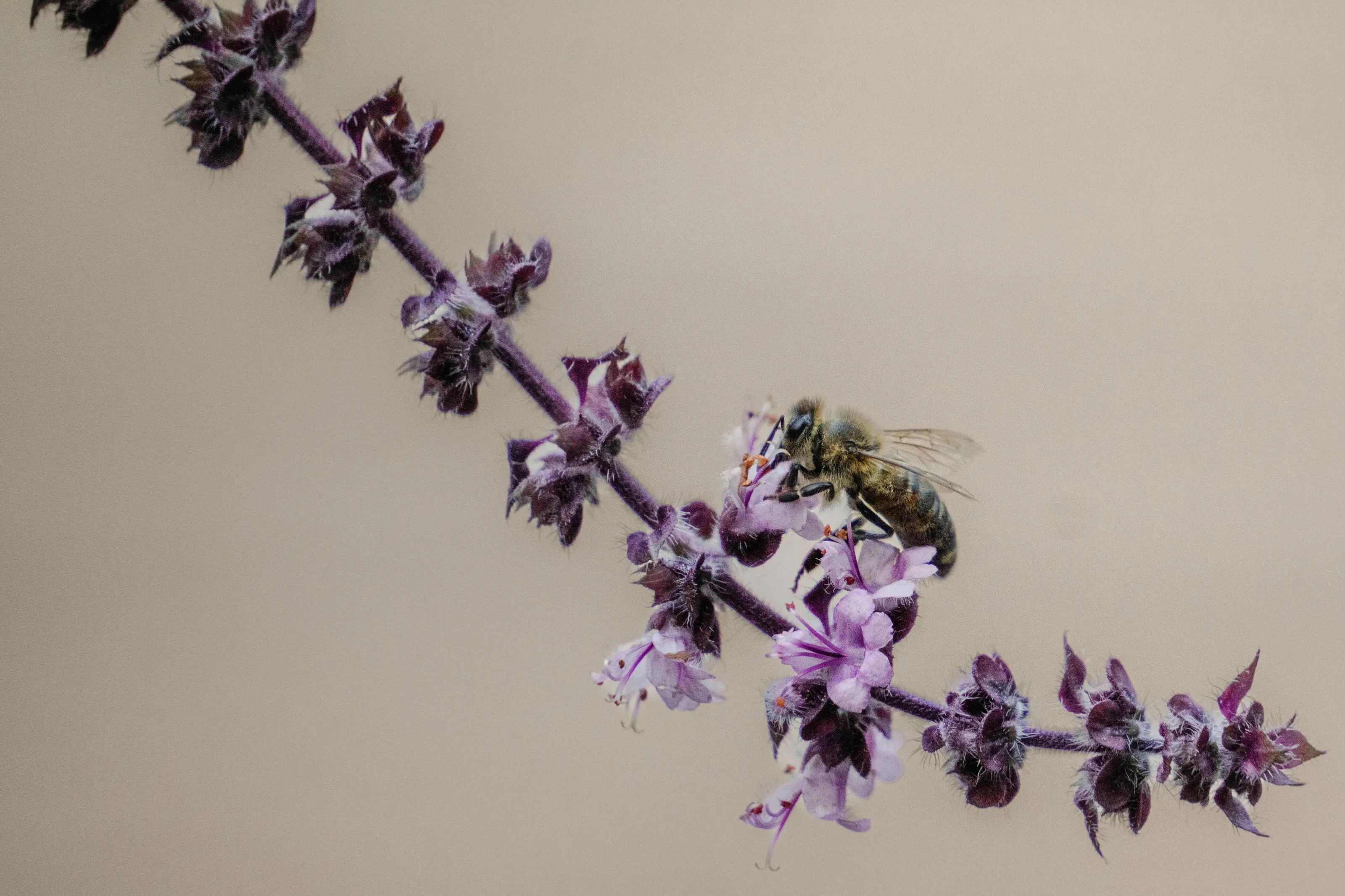 Bee on a hunt