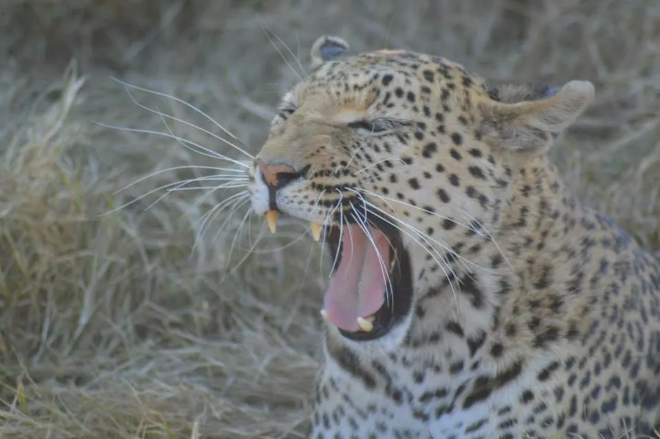 Yawning leopard