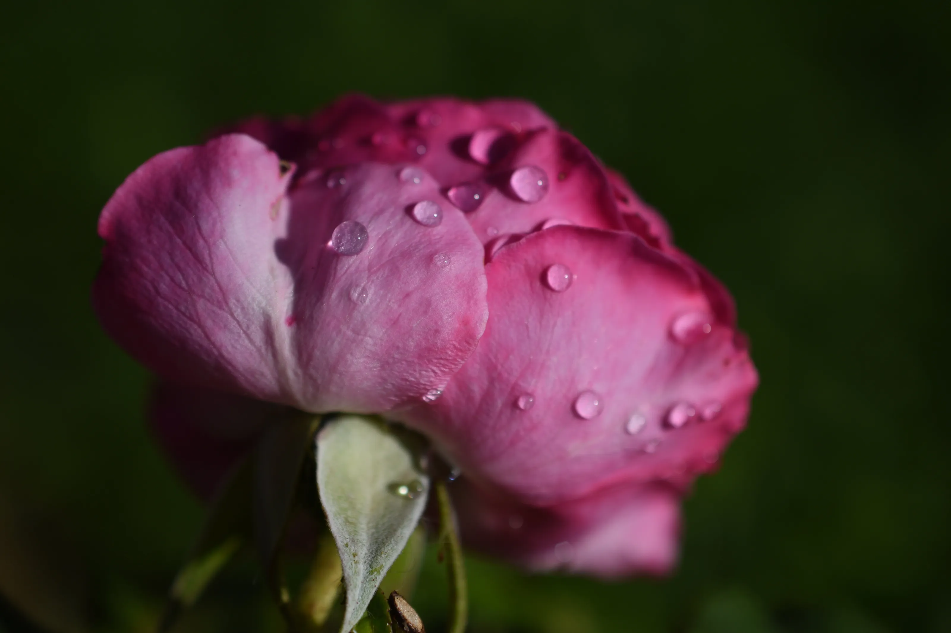 Rose drops