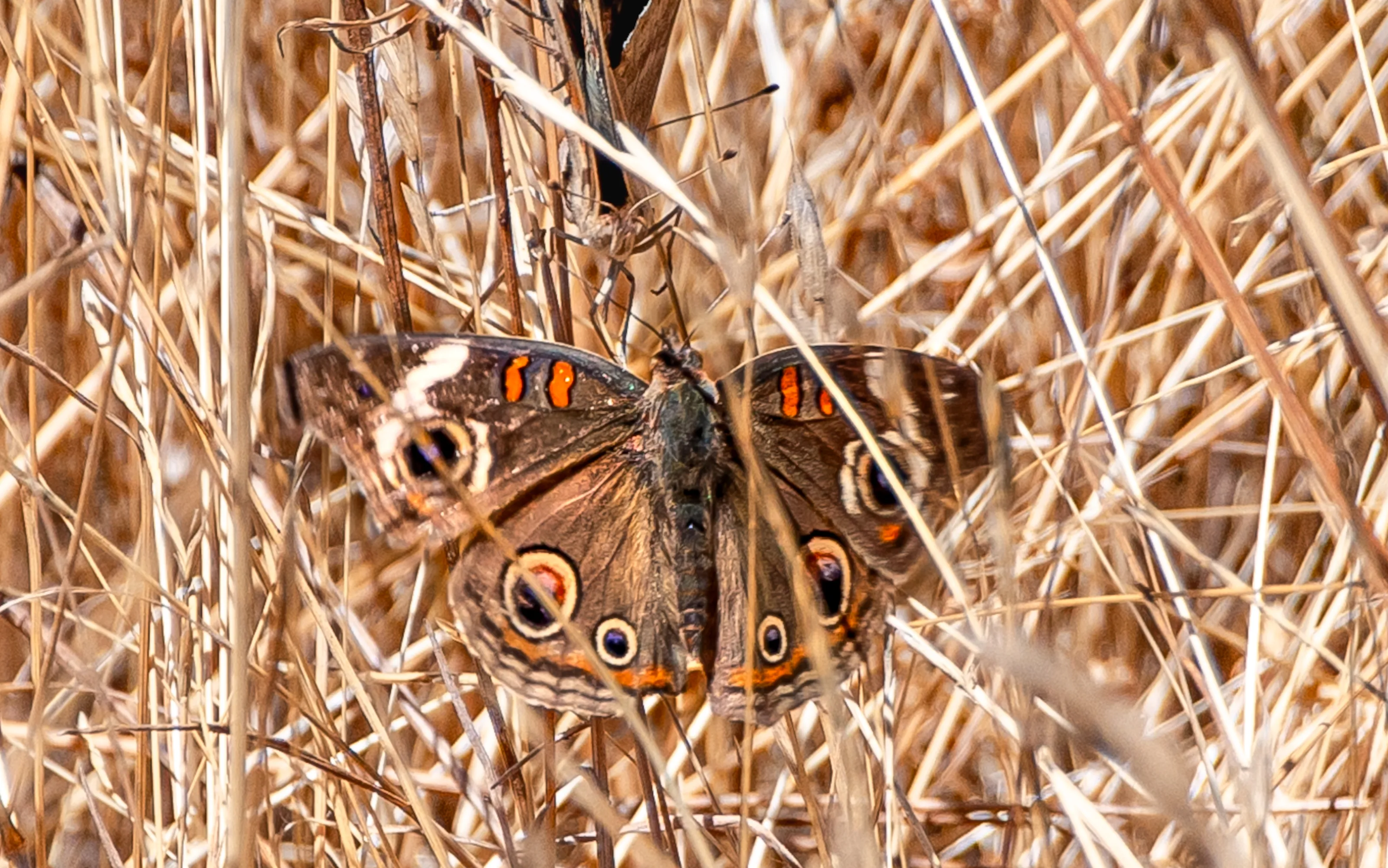 Happy In The Dry Grass!