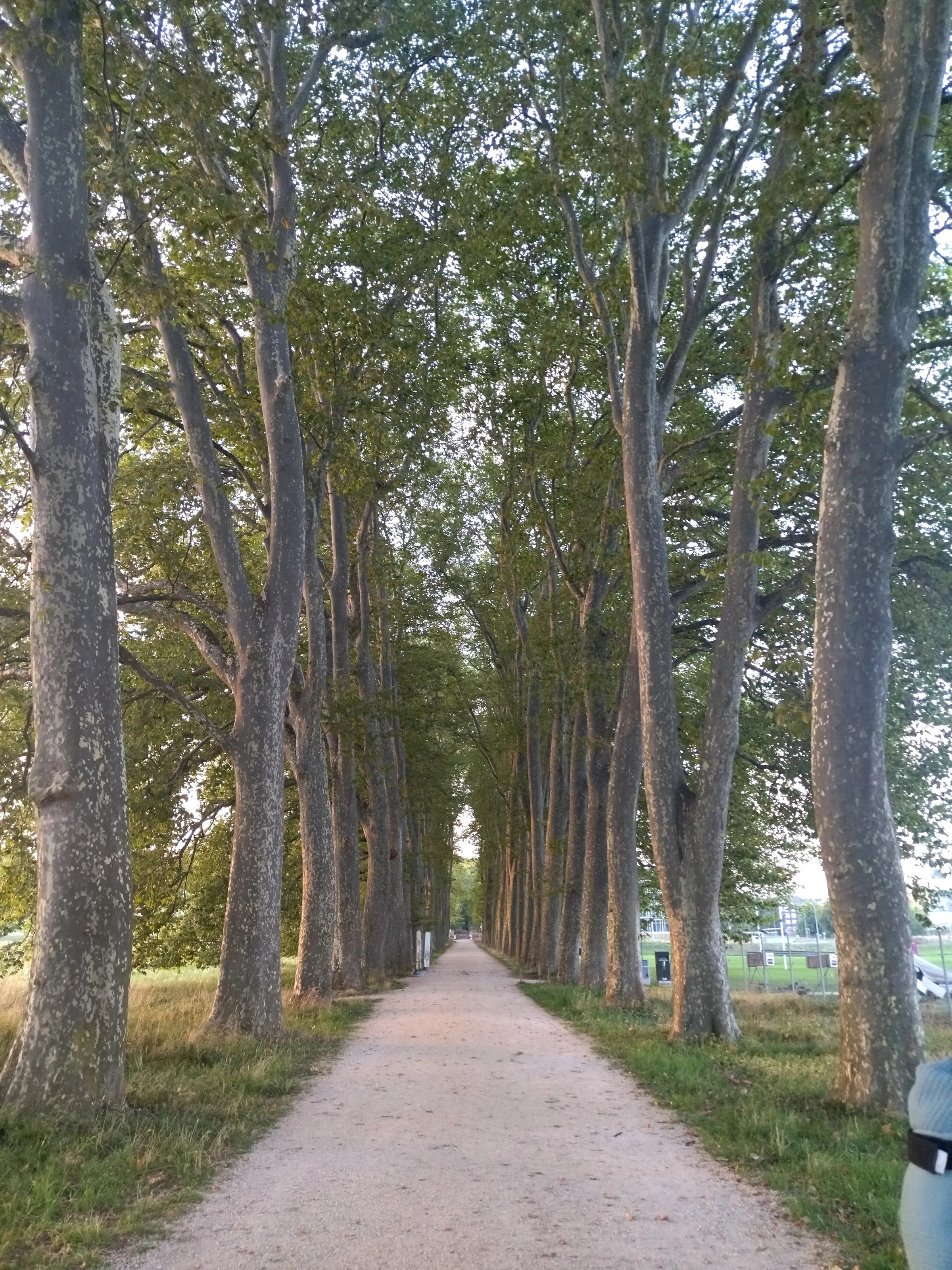 Trees