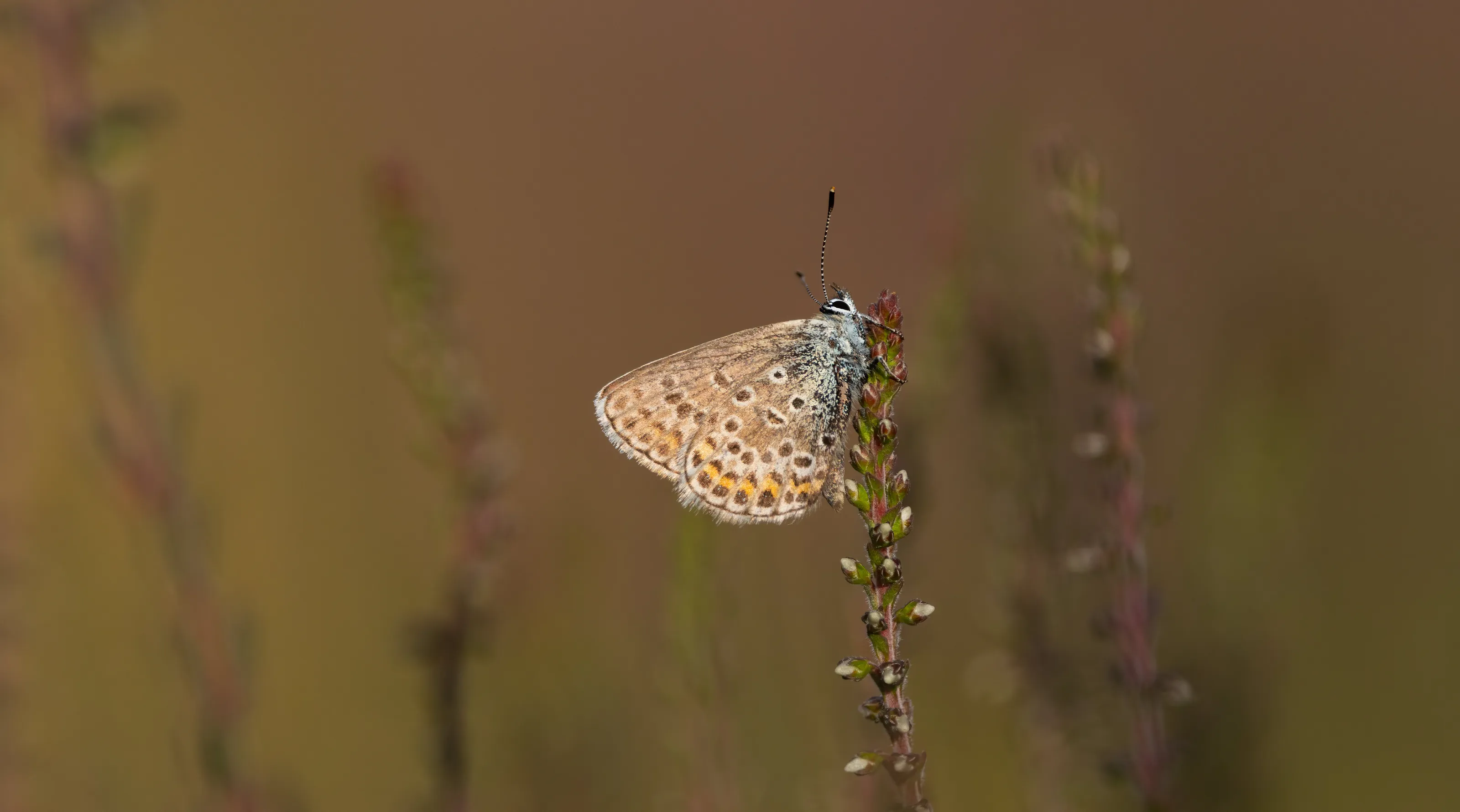 Silver-studded Blue