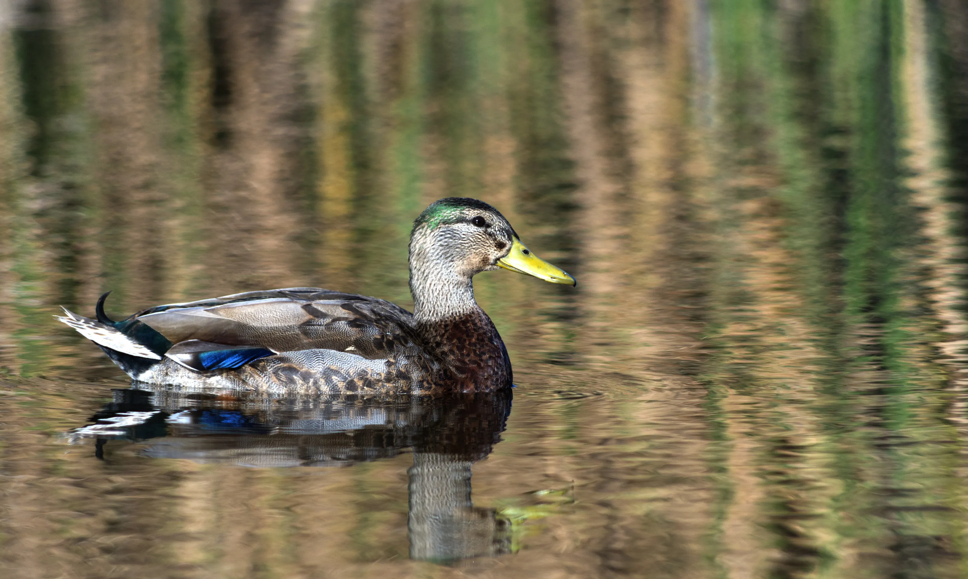 Boyhood: A juvenile mallard