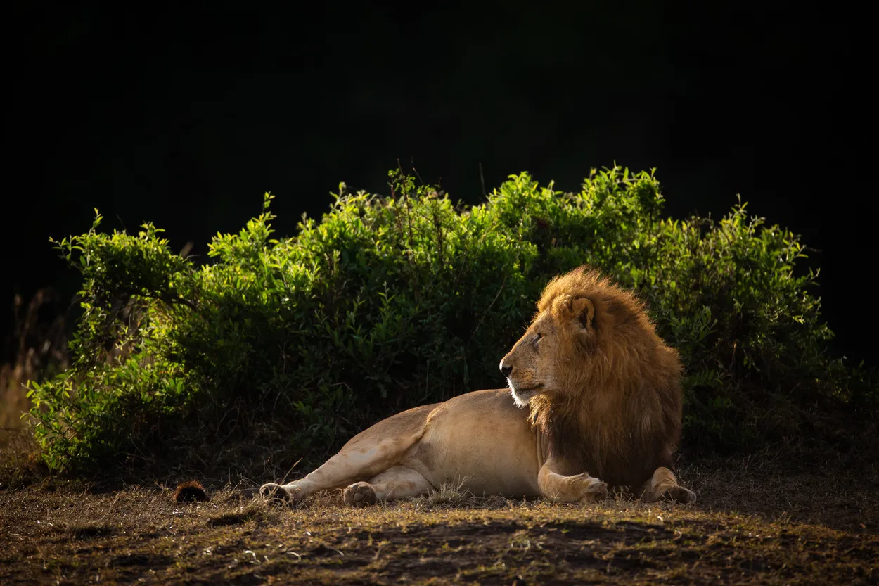 King of Beasts