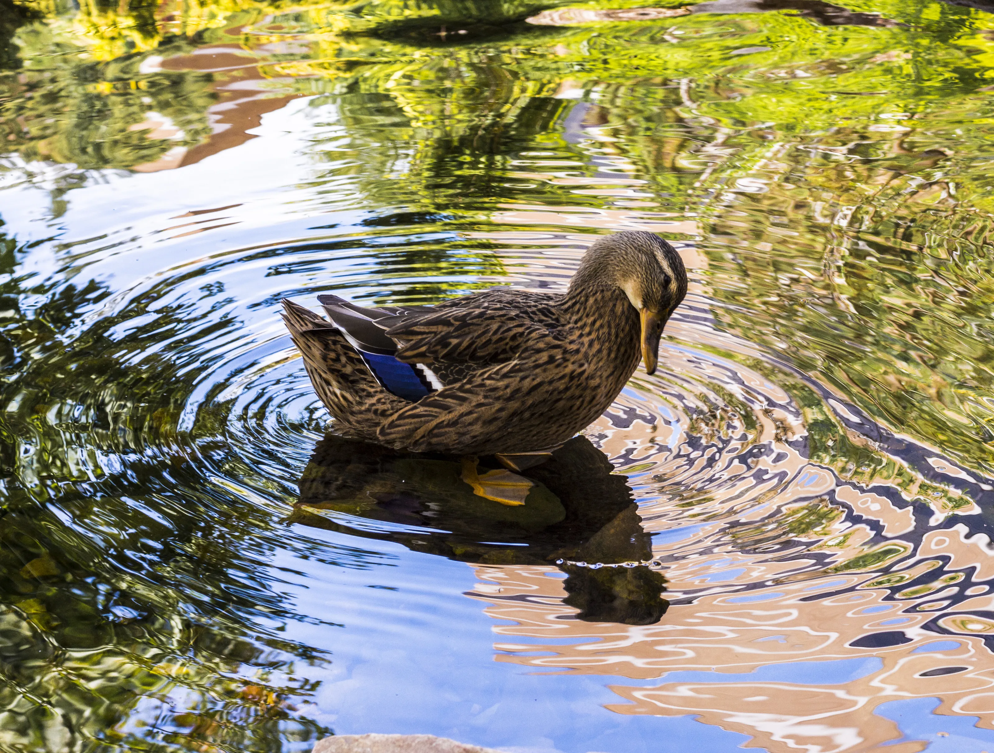 Duck 1
