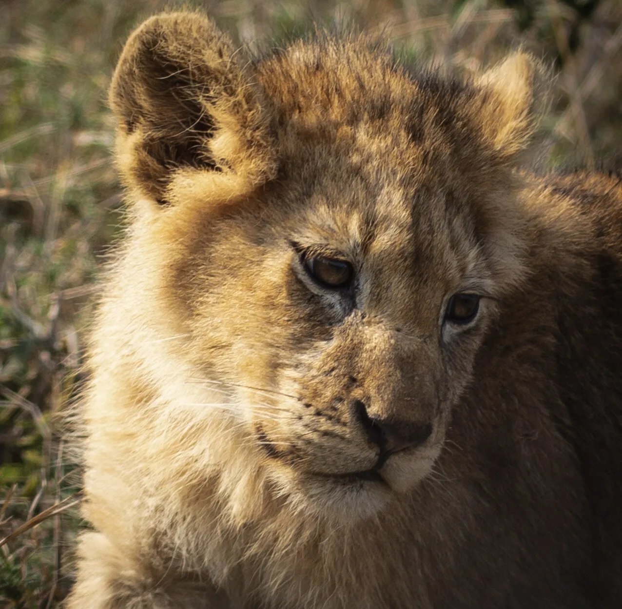 Ntsevu Lioncub After Heavy Lunch