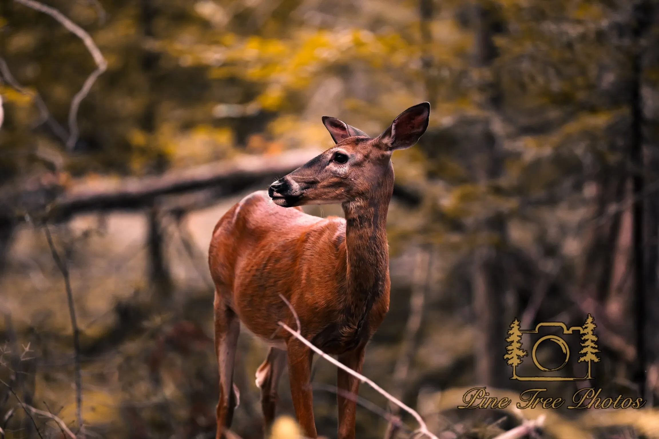 Maine woods
