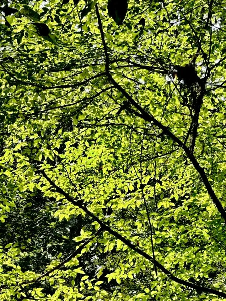 Leafy