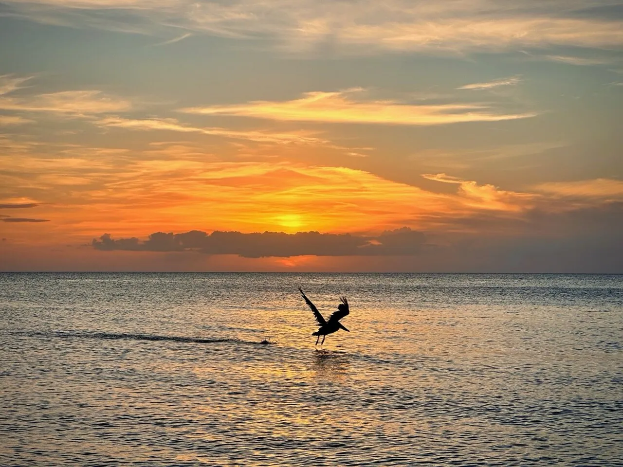“Pumpkin Pelican” Sunset Serenity - Naples, FL