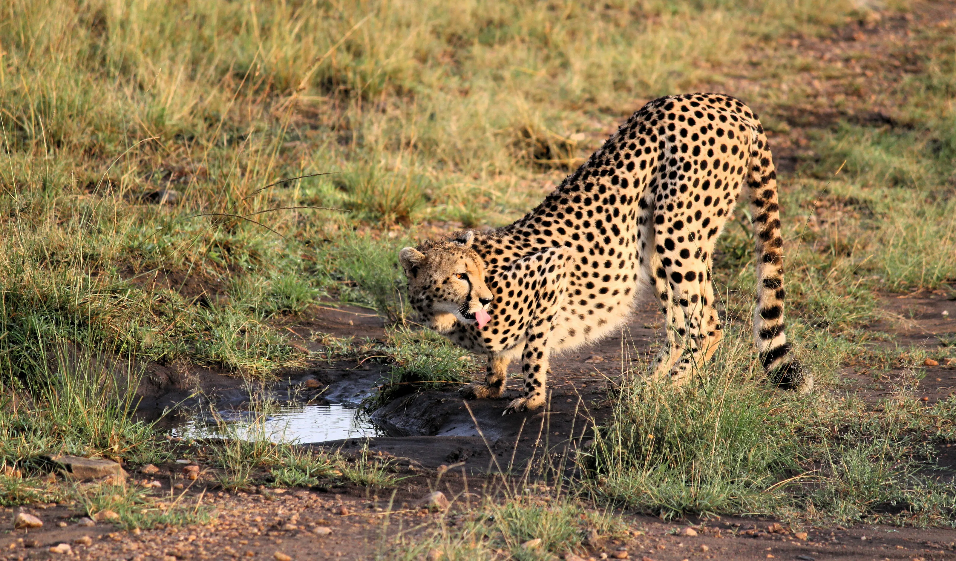 Thirsty Leopard