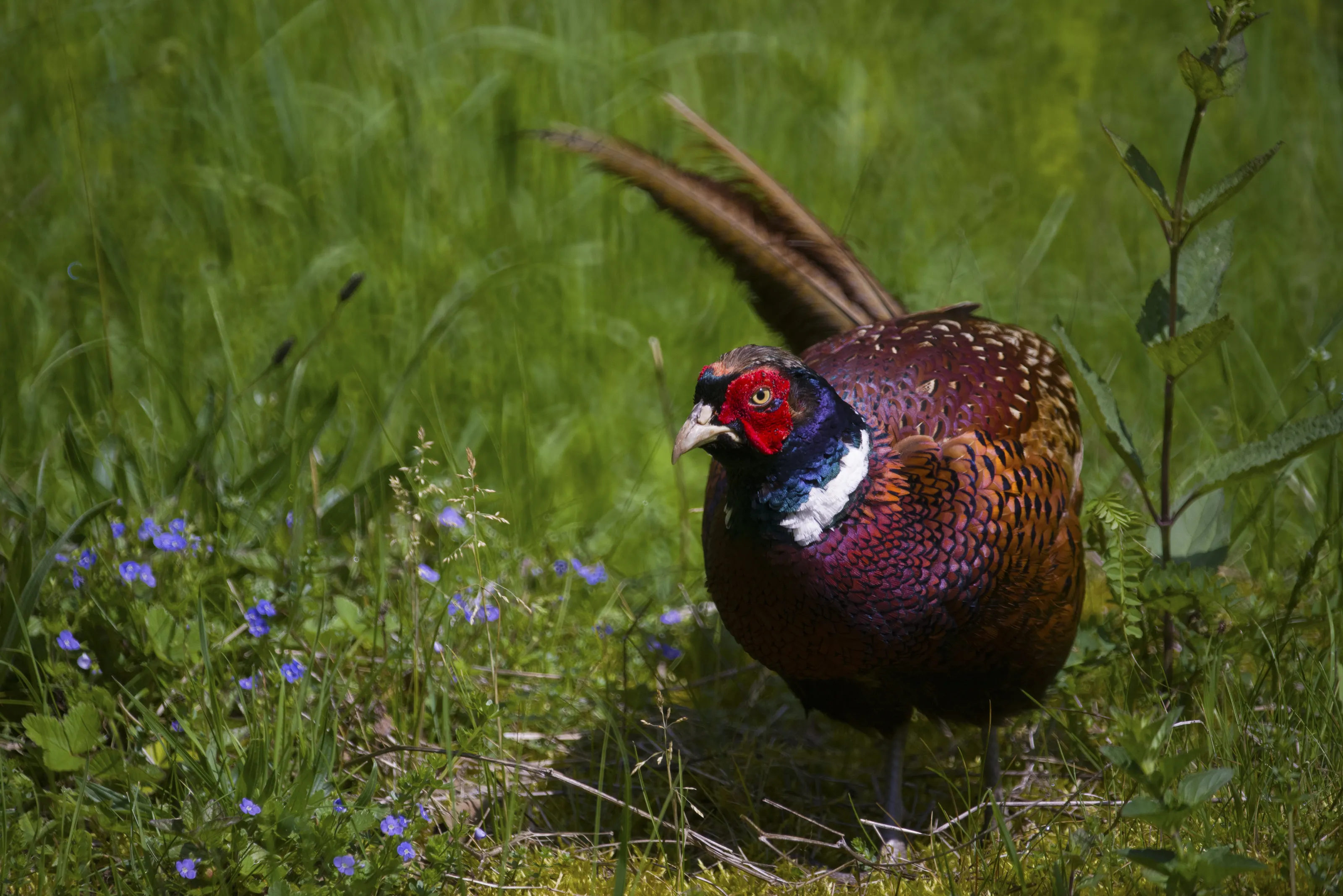 Pheasant