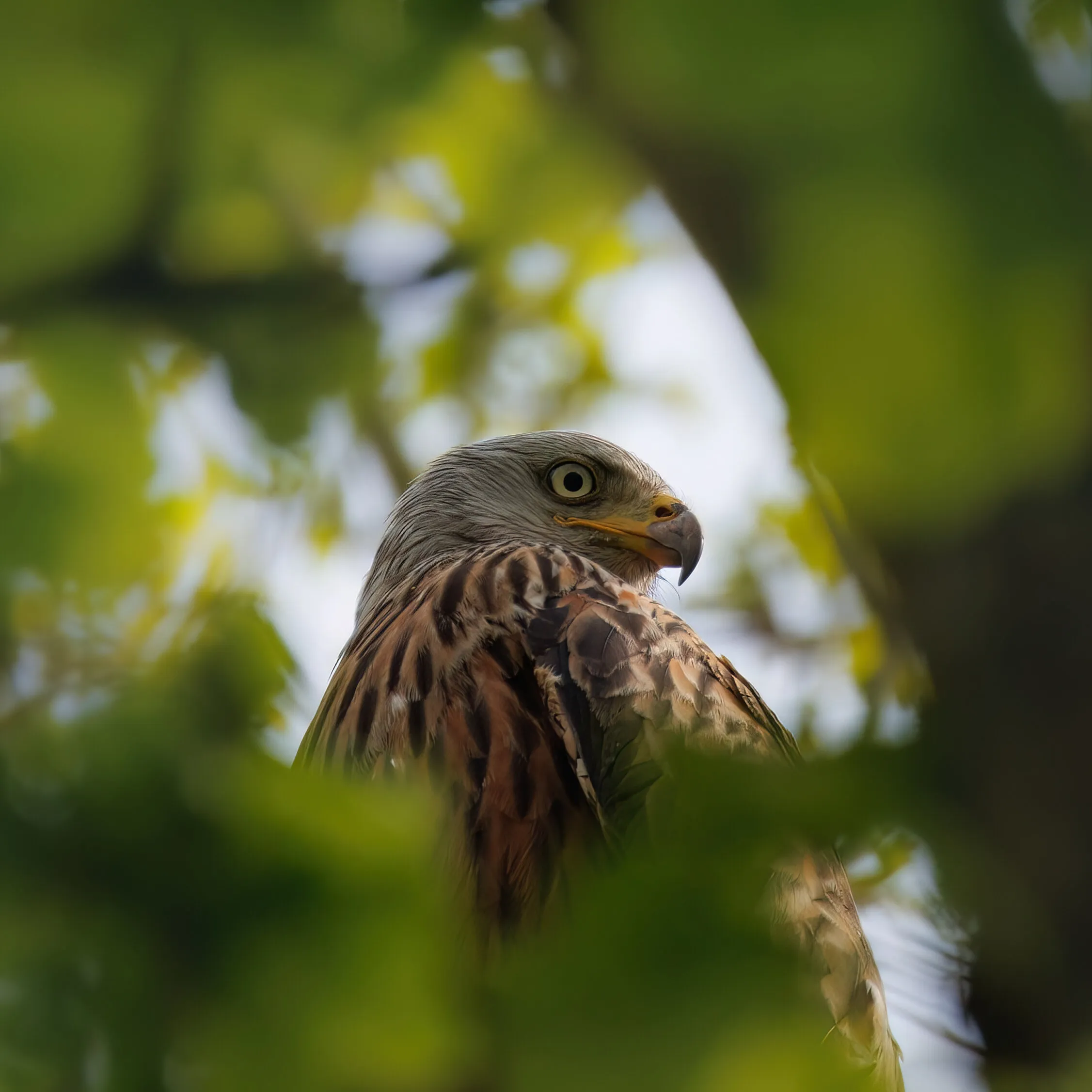 Keeping An Eye Out