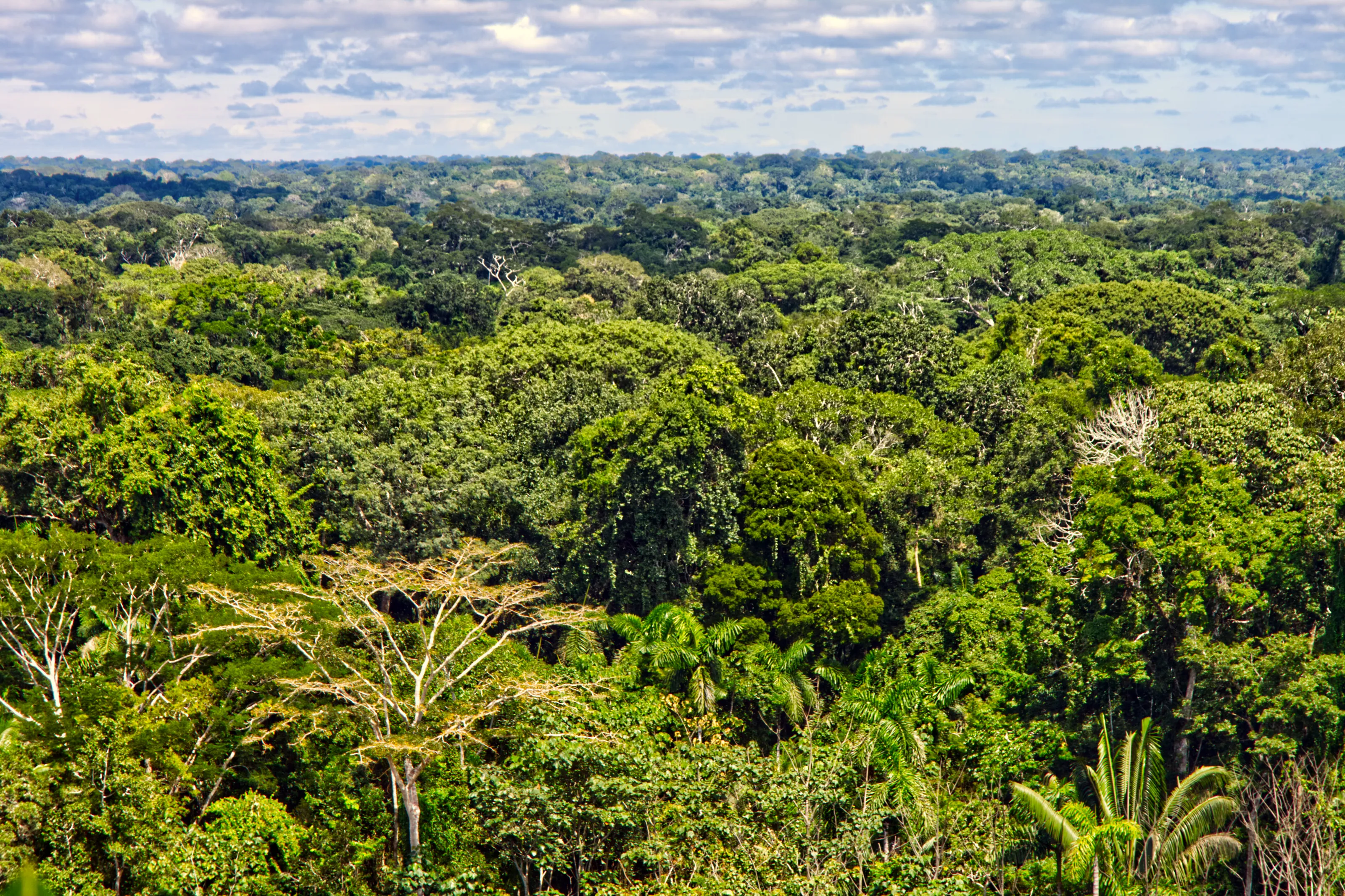 Above the Canopy