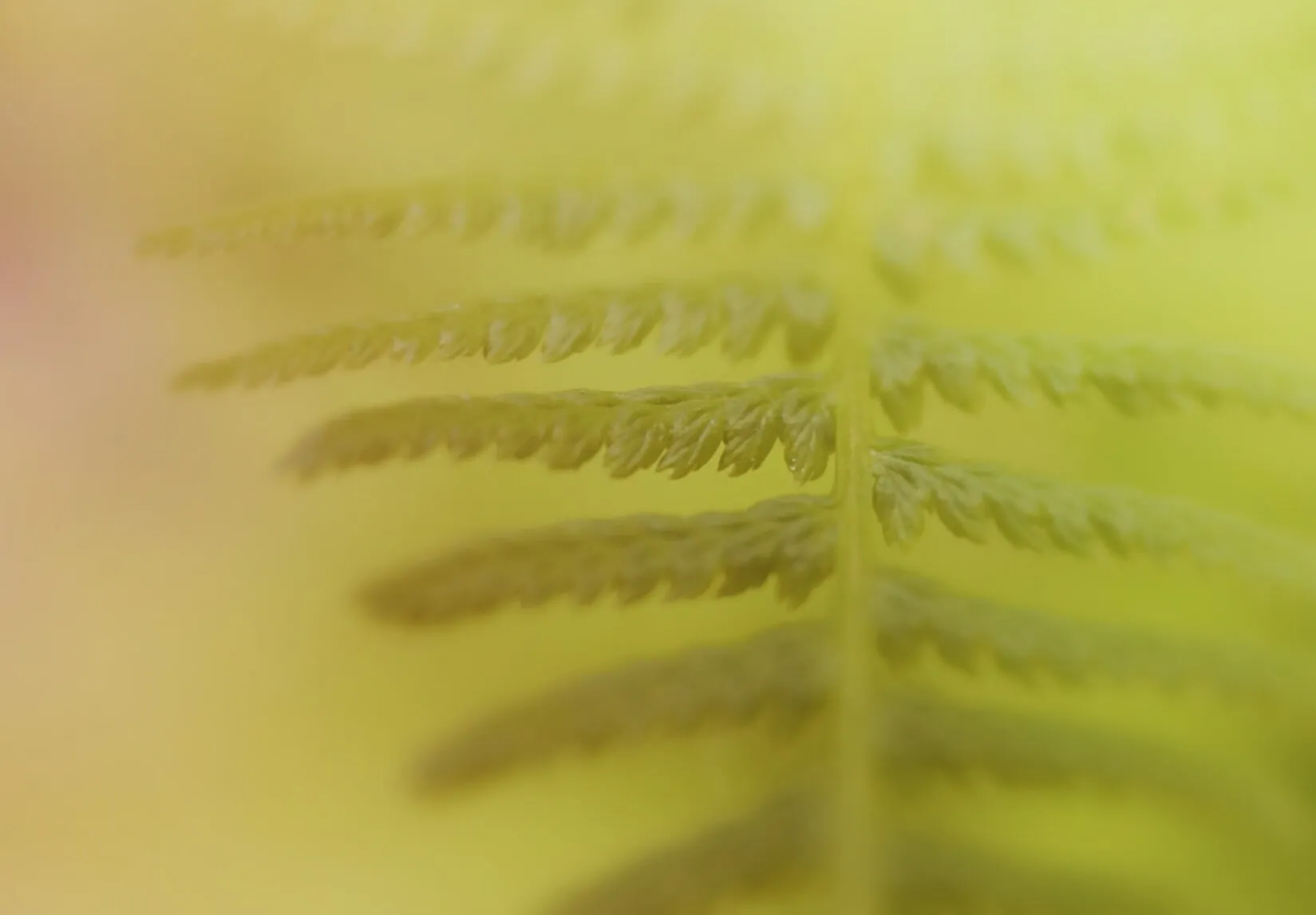 Fern at Dawn