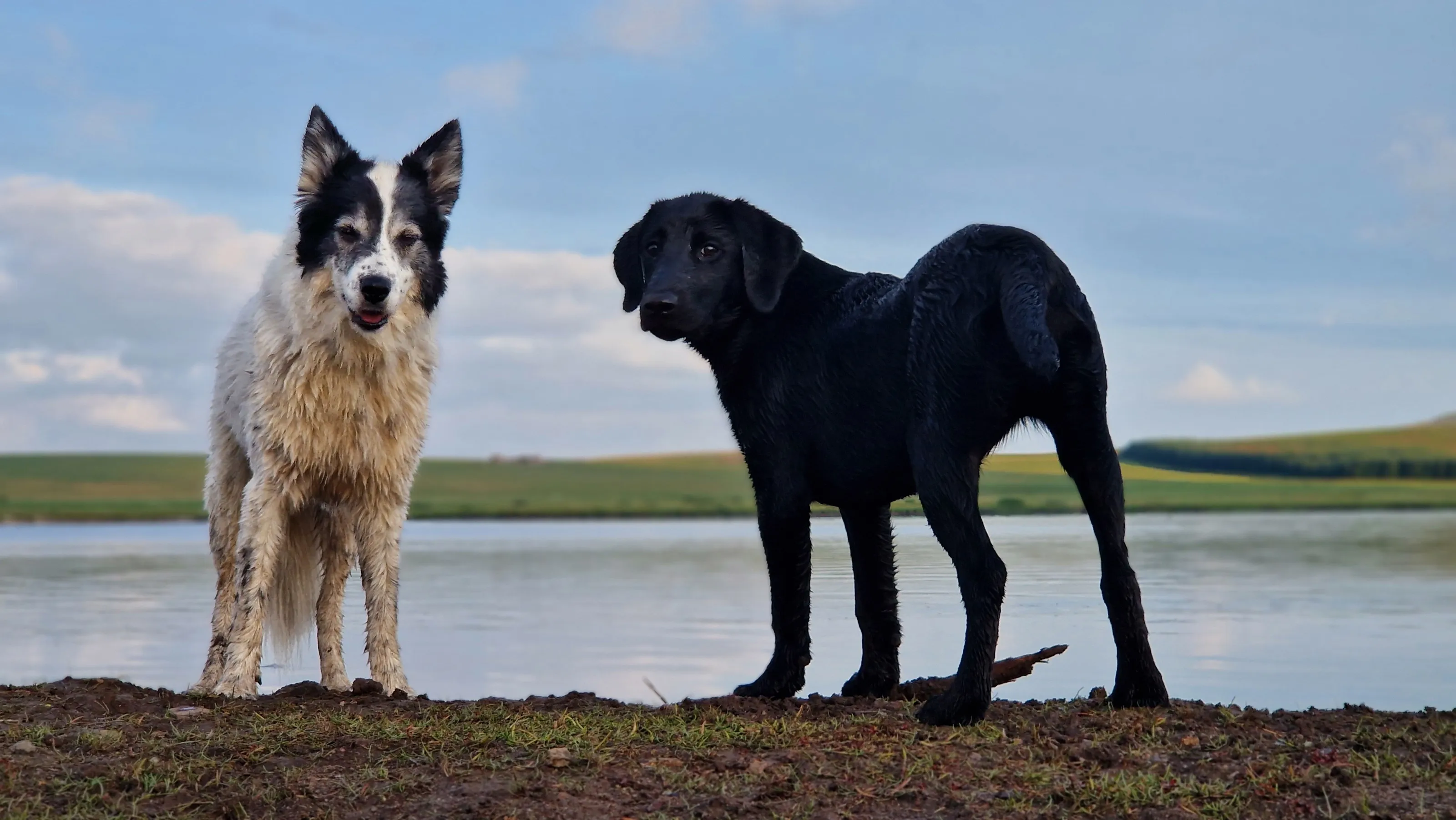 Old /young,black/white, big/small