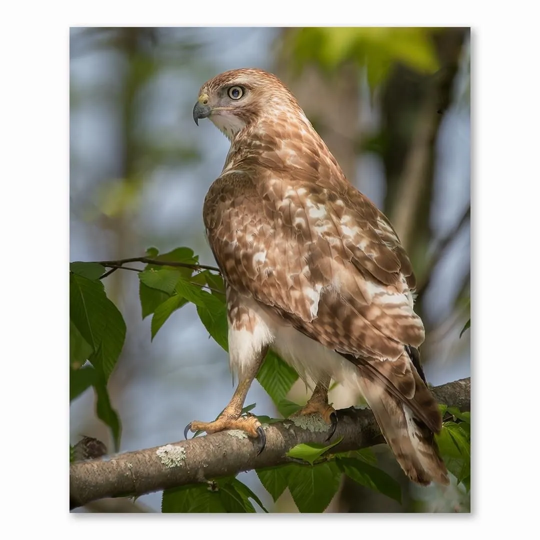 Red tailed hawk standing guard