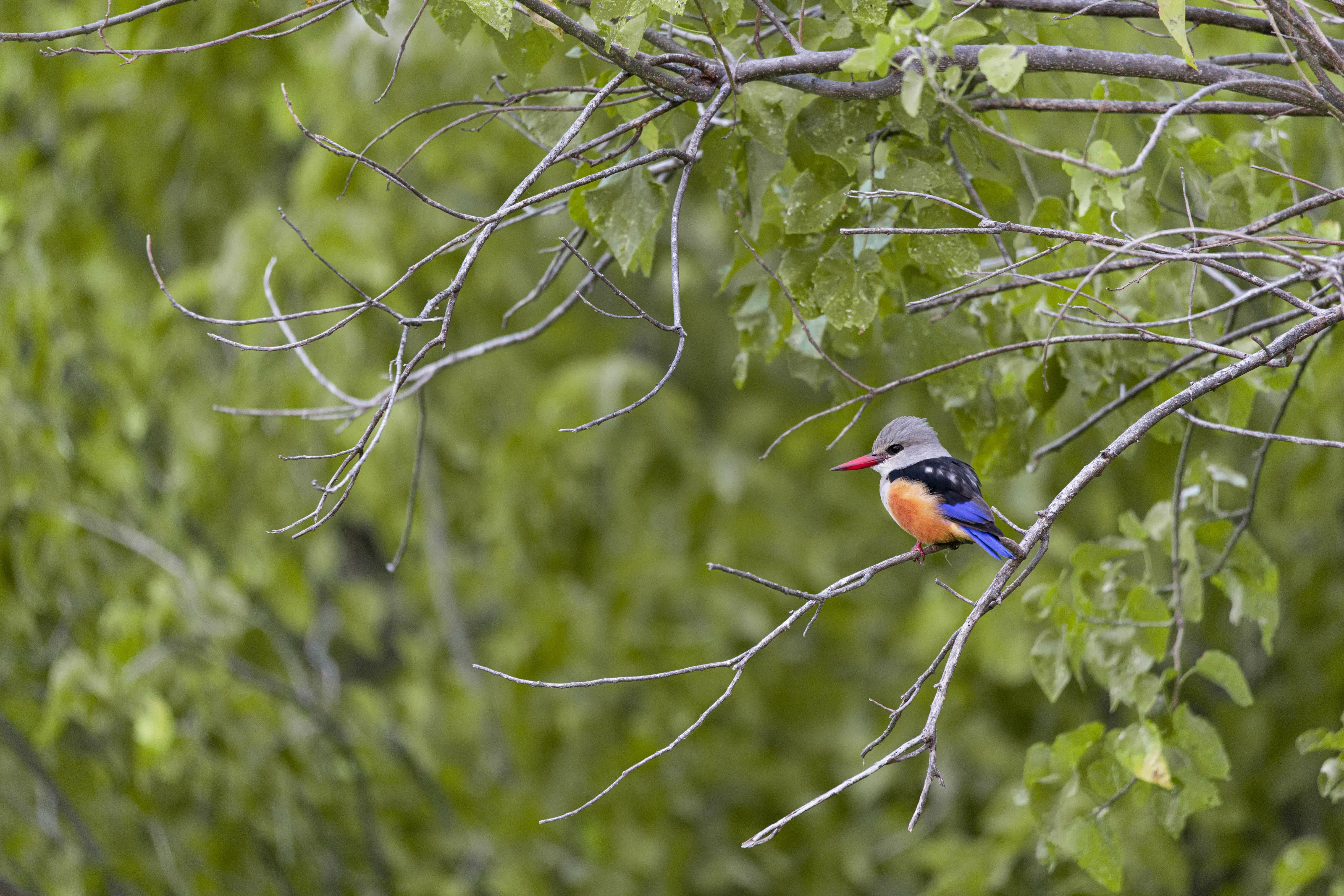 Grey Headed Kingfisher