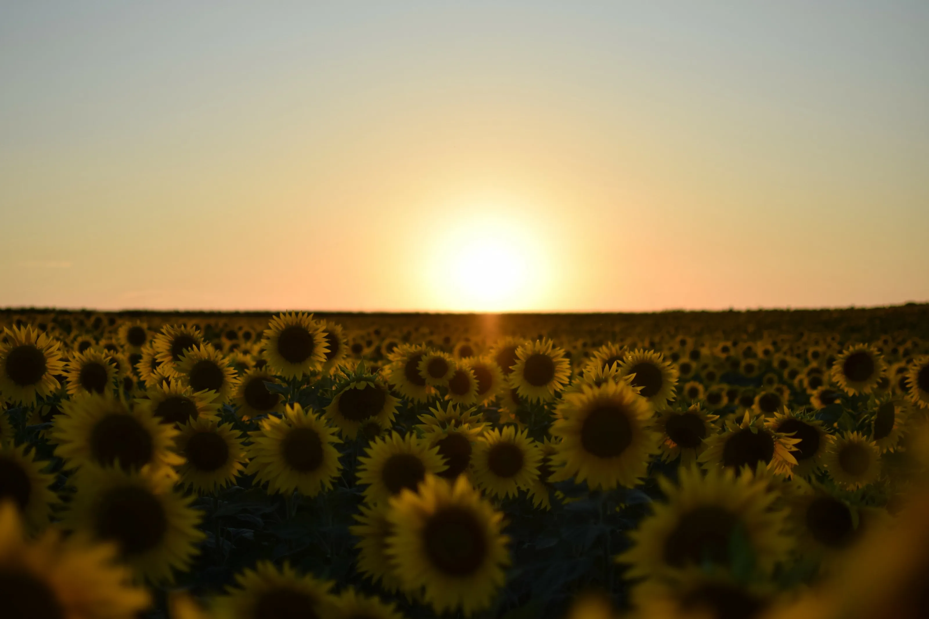 Sunshine Field