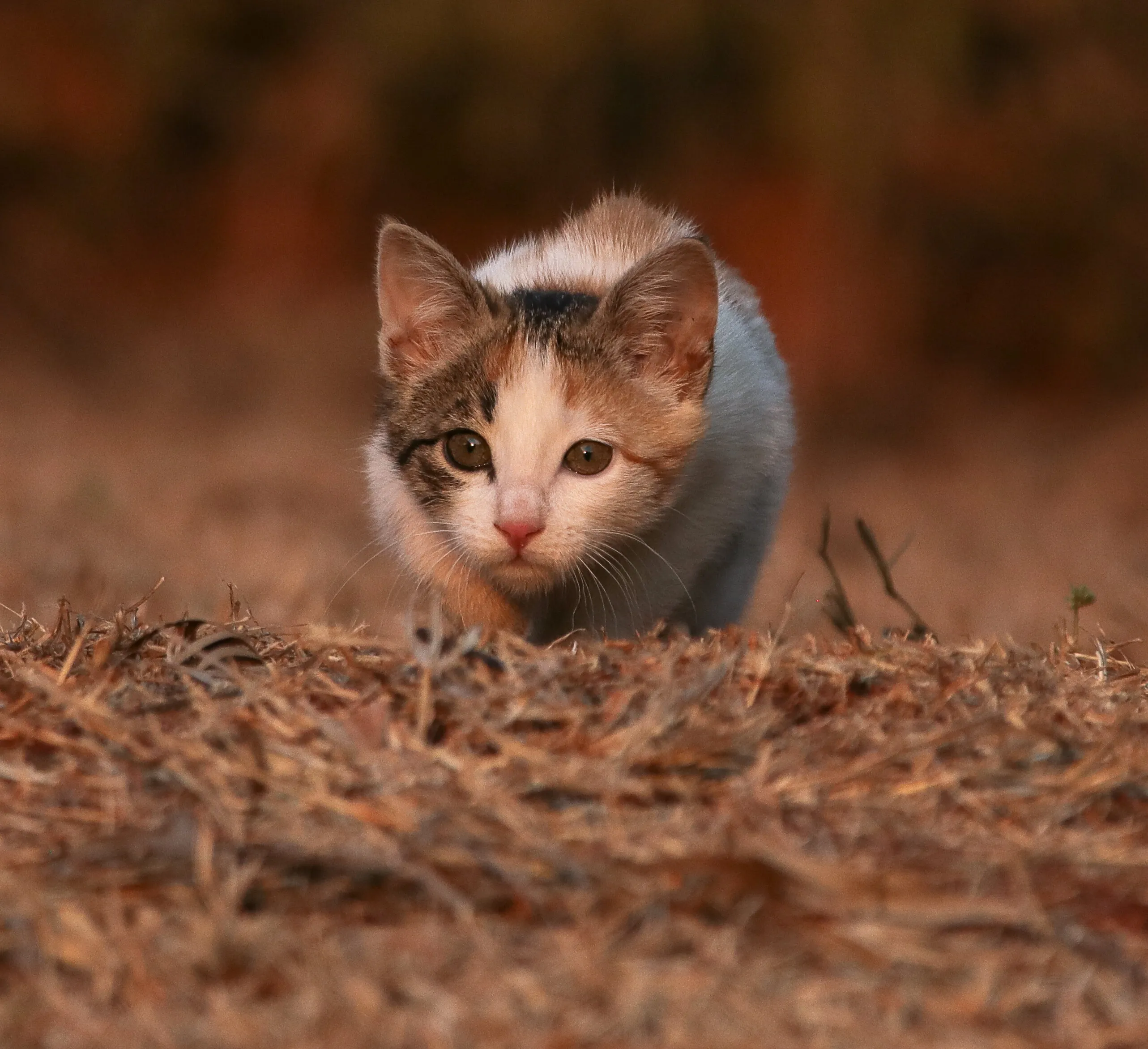 Tokyo the kitten found in a tree