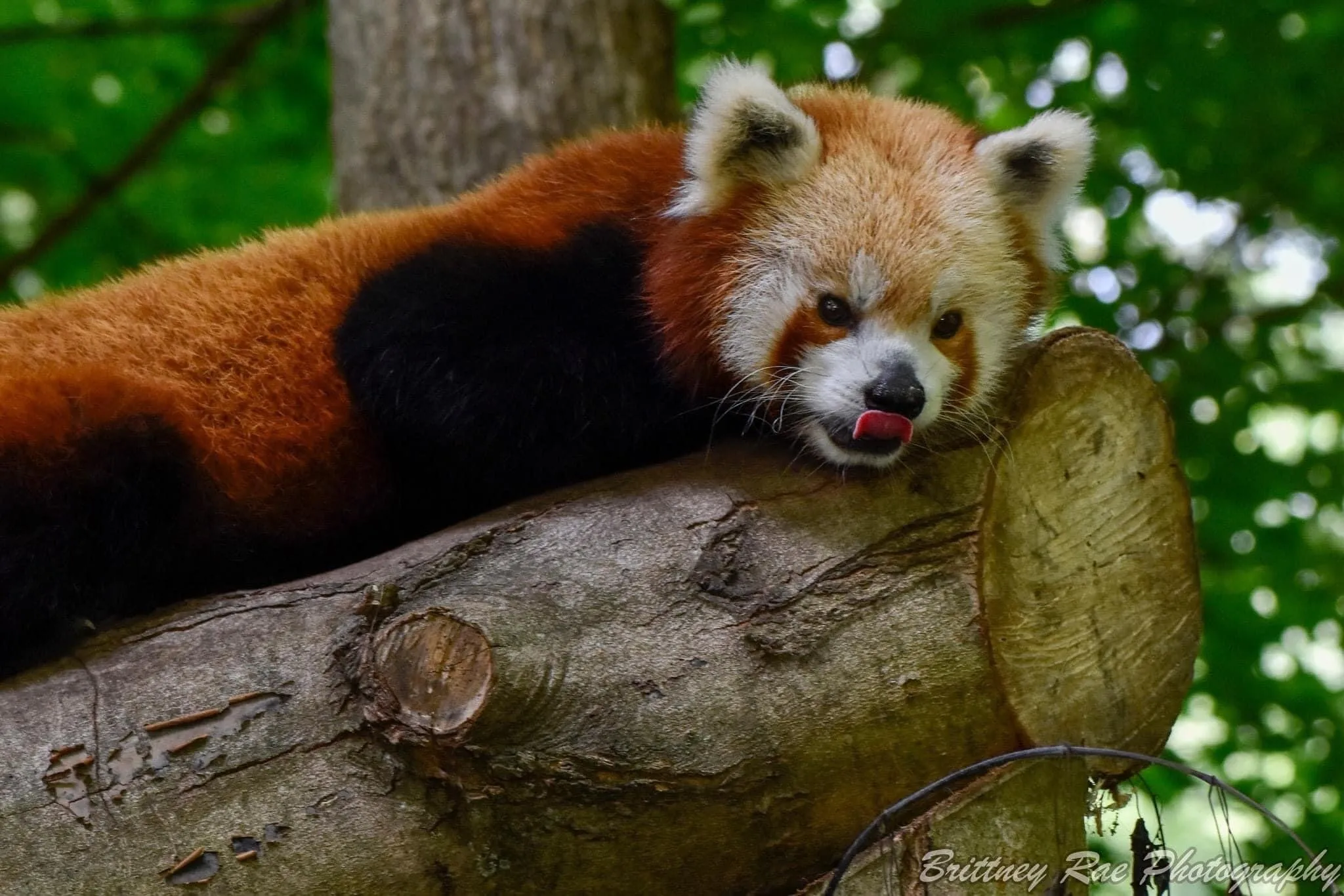 Red Panda 22