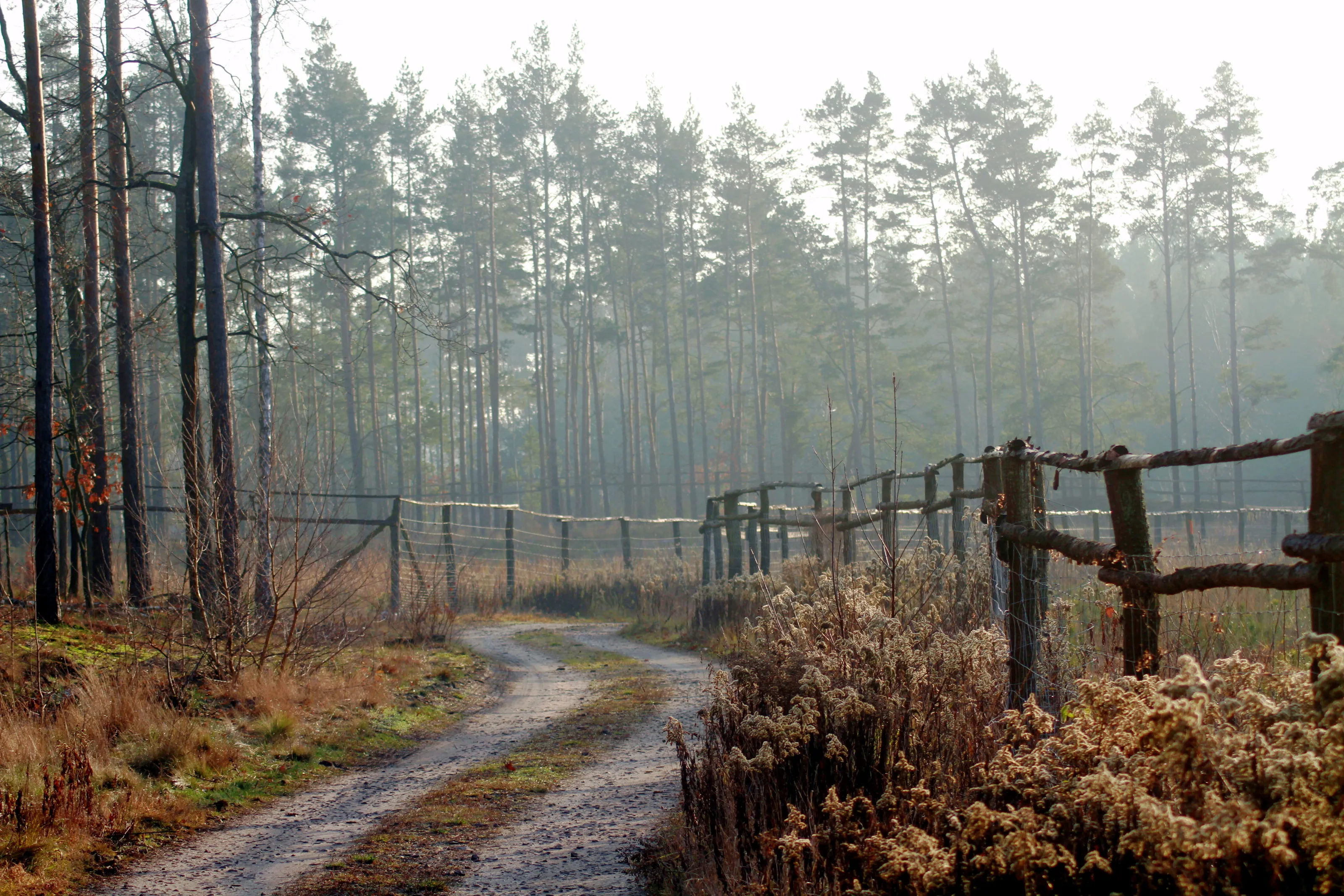 Just a forest's road.
