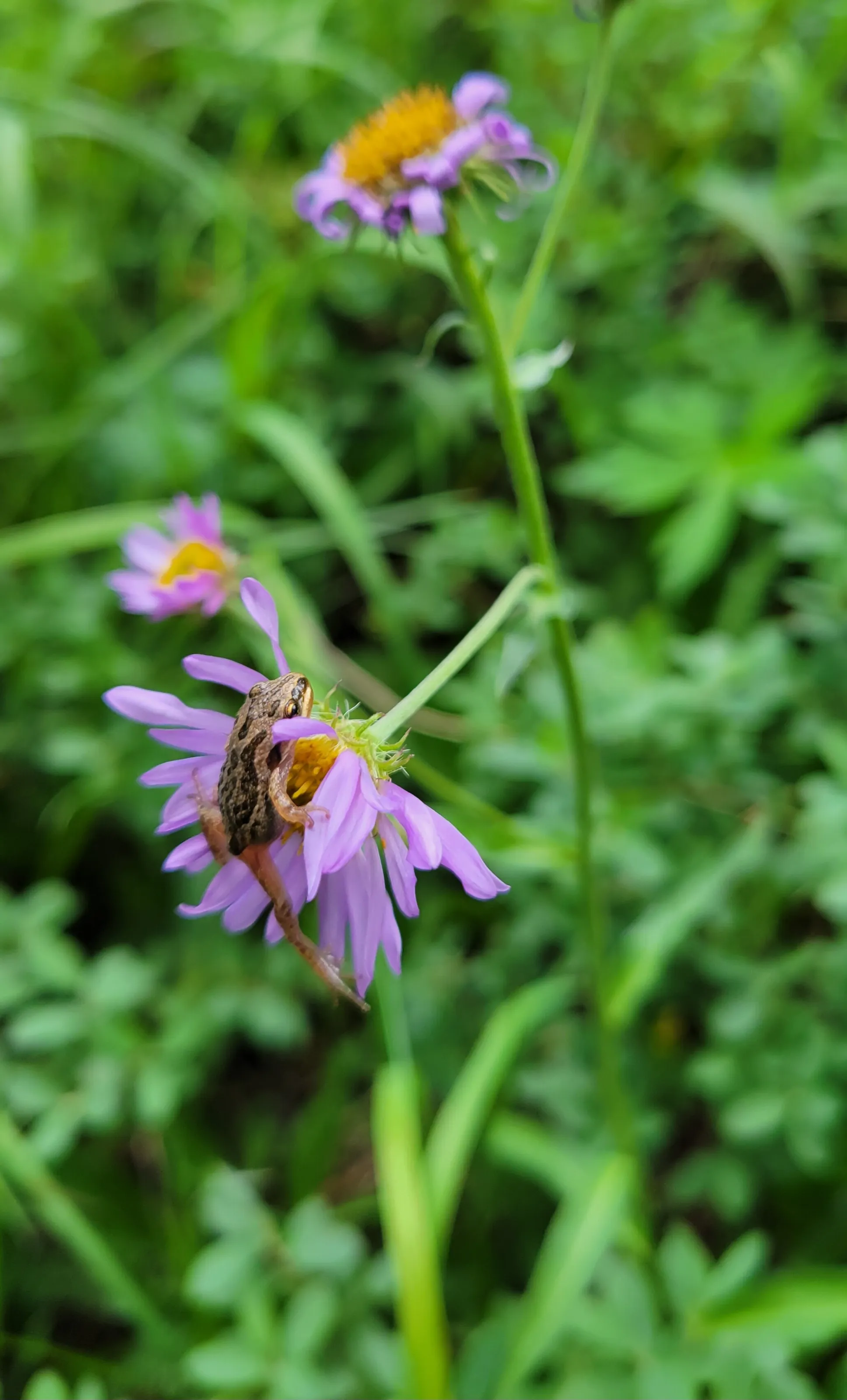 Just another wildflower