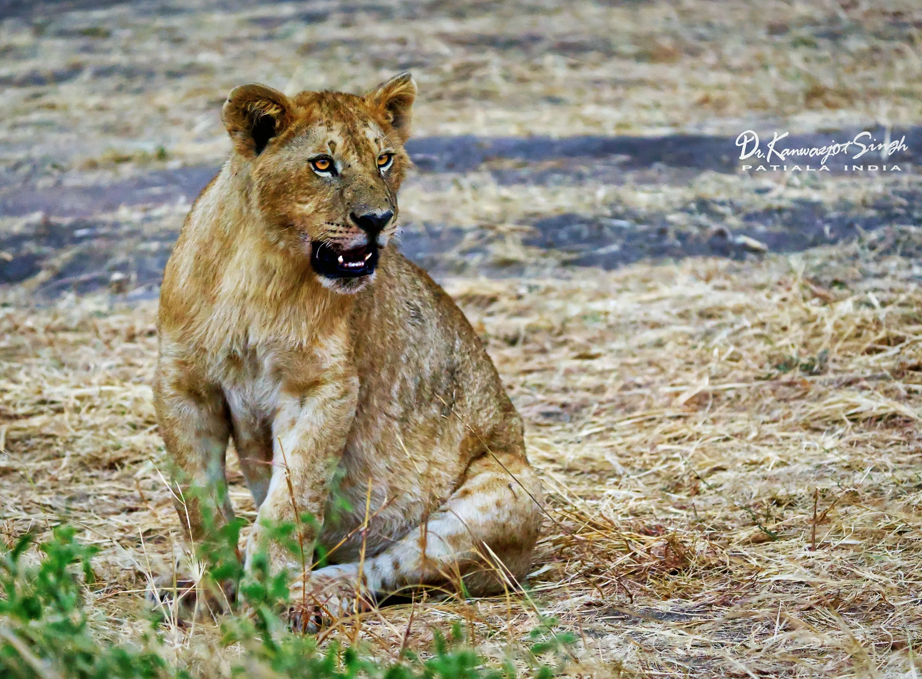 The intriguing Lion cub