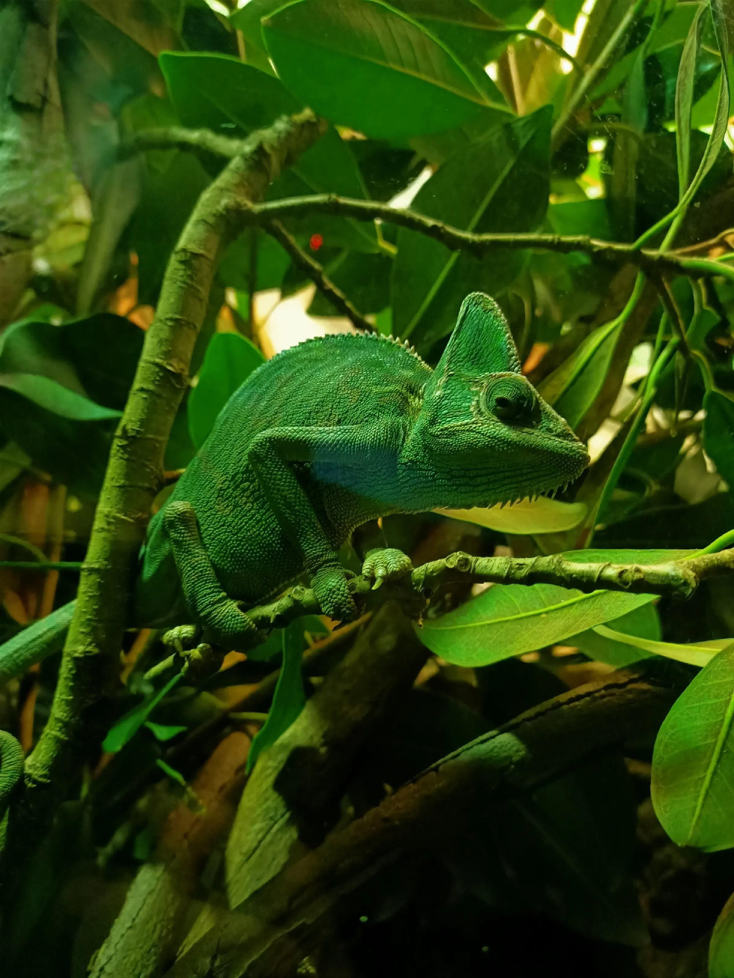 Perching Flora