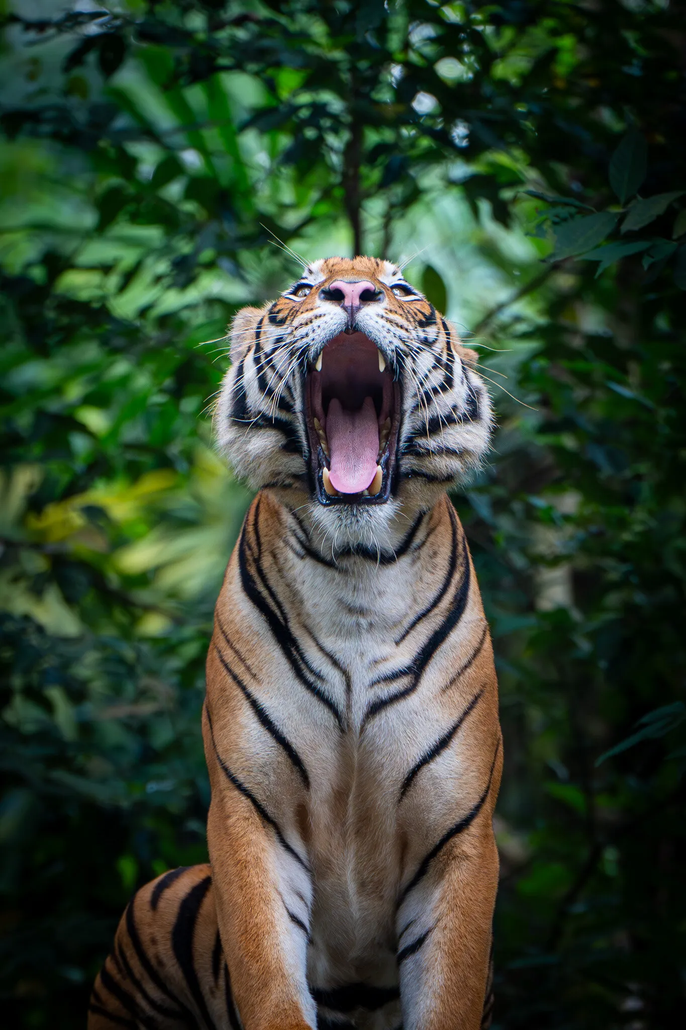 Tiger Portrait