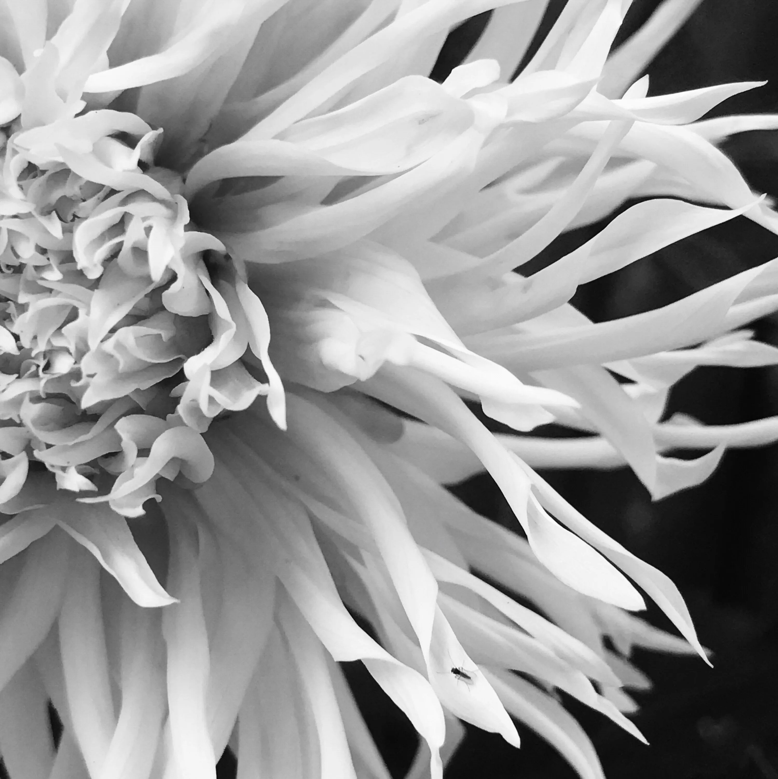 Floral Chaos