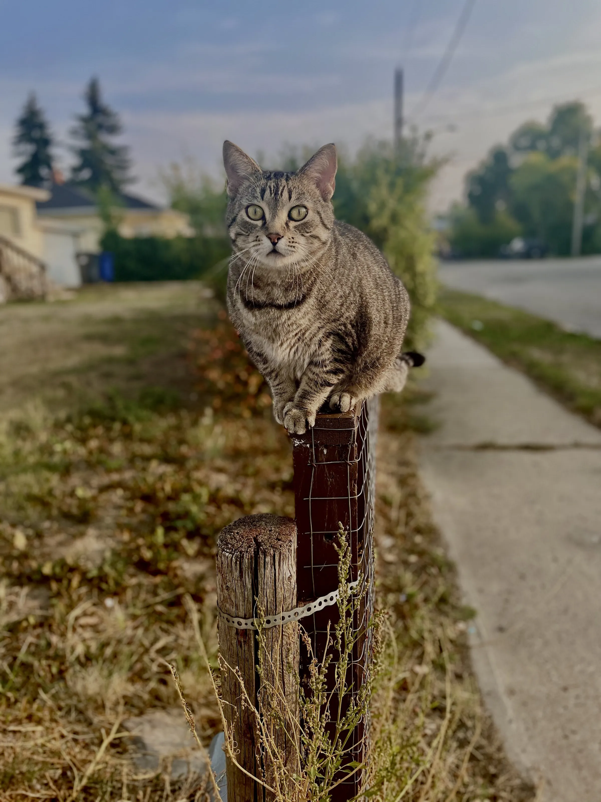 A Stray Friend