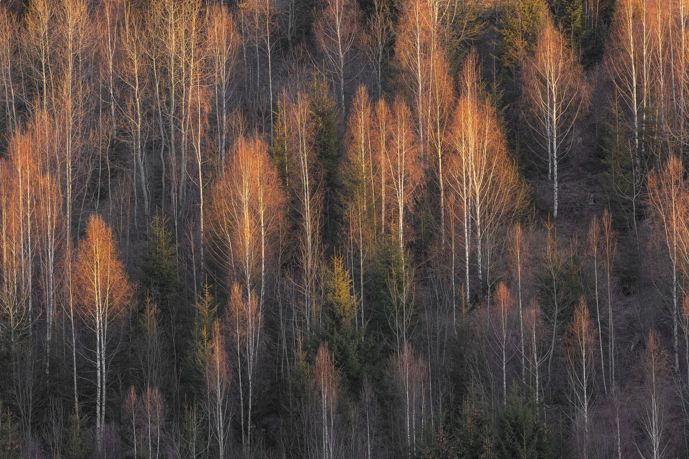First rays of the sun