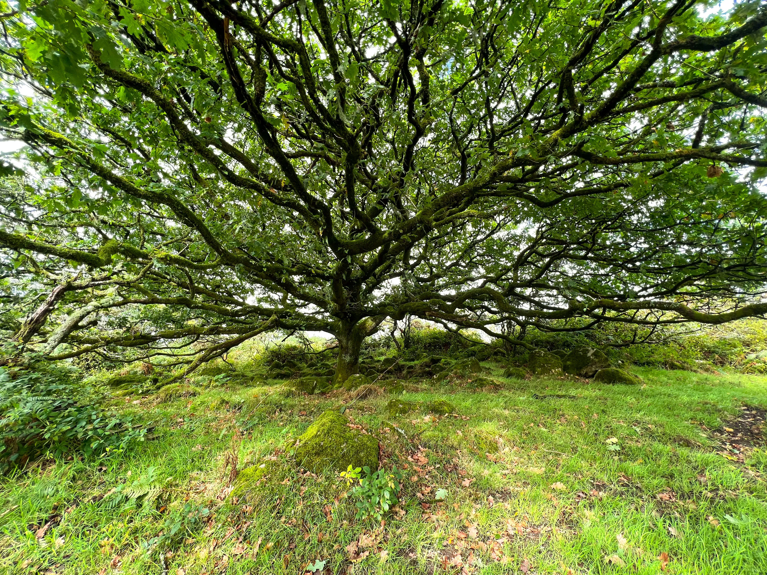 Ancient oak tree