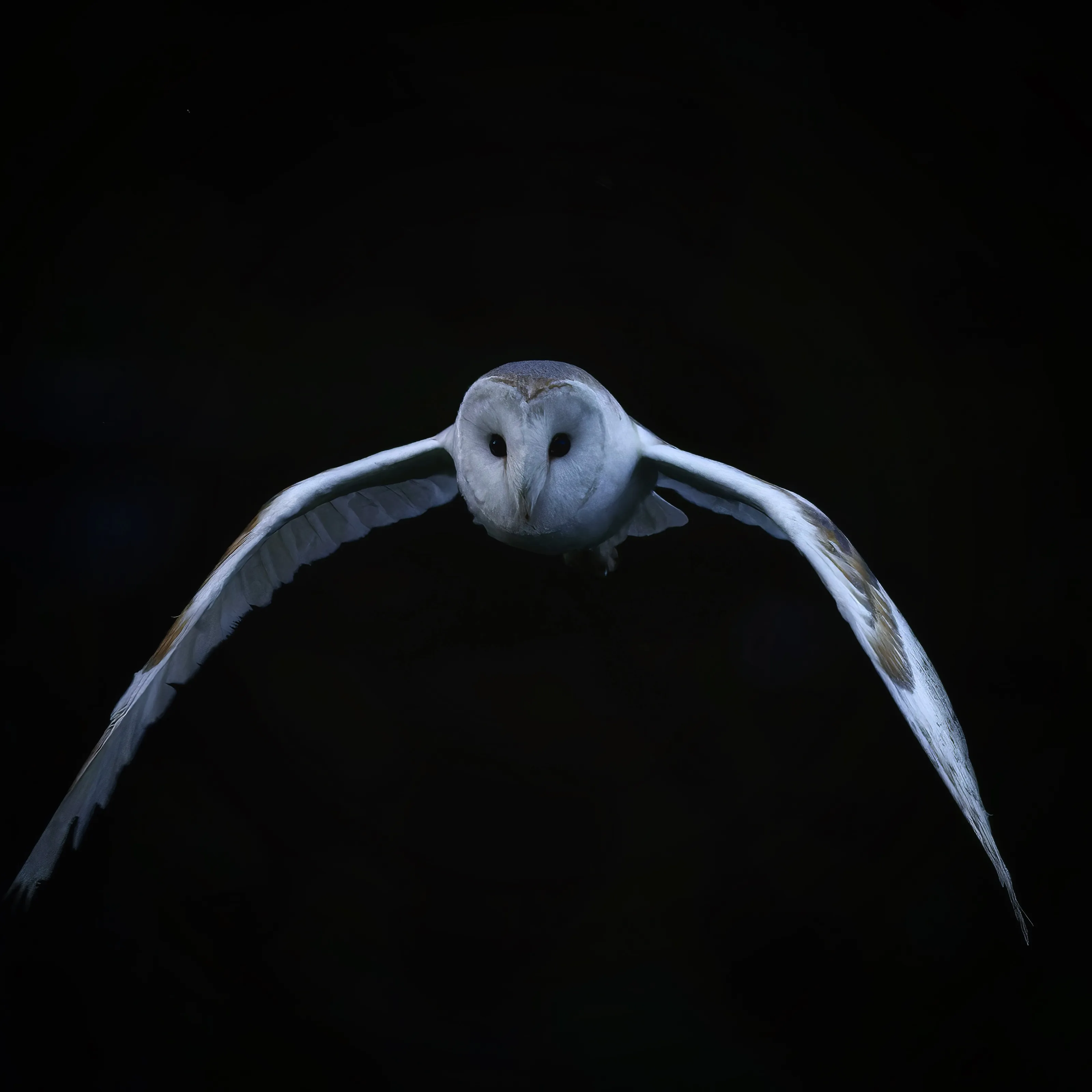 The Angel of the dark