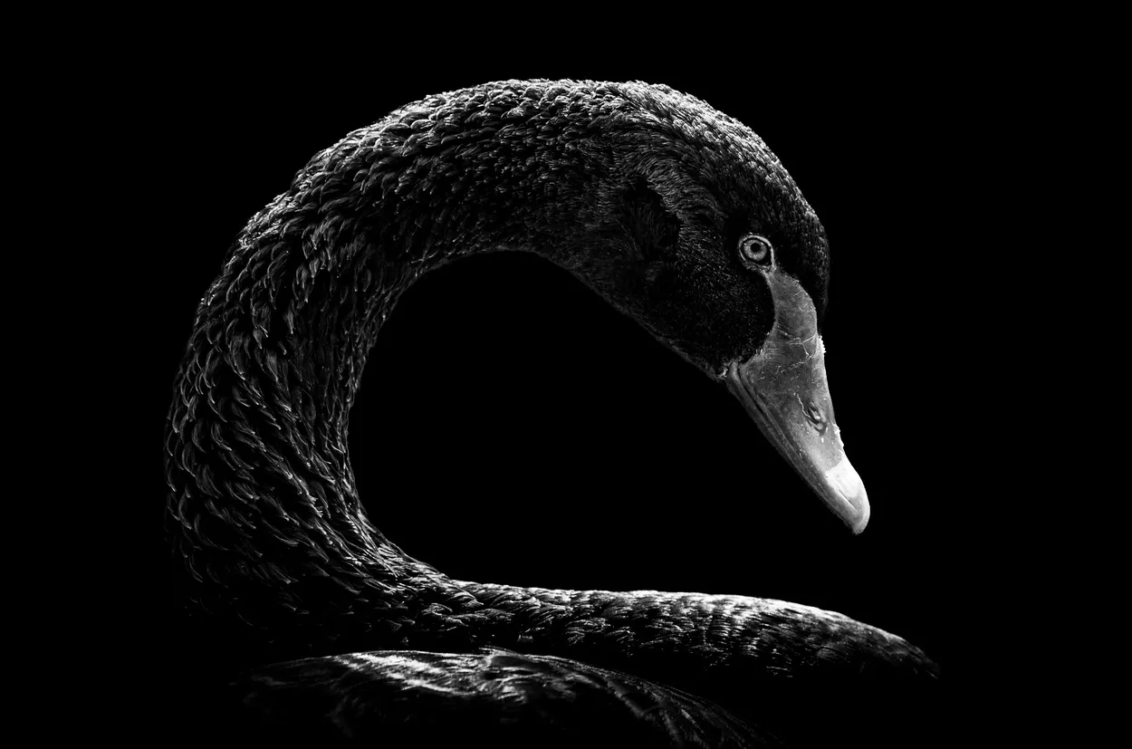 Black Swan in B&W