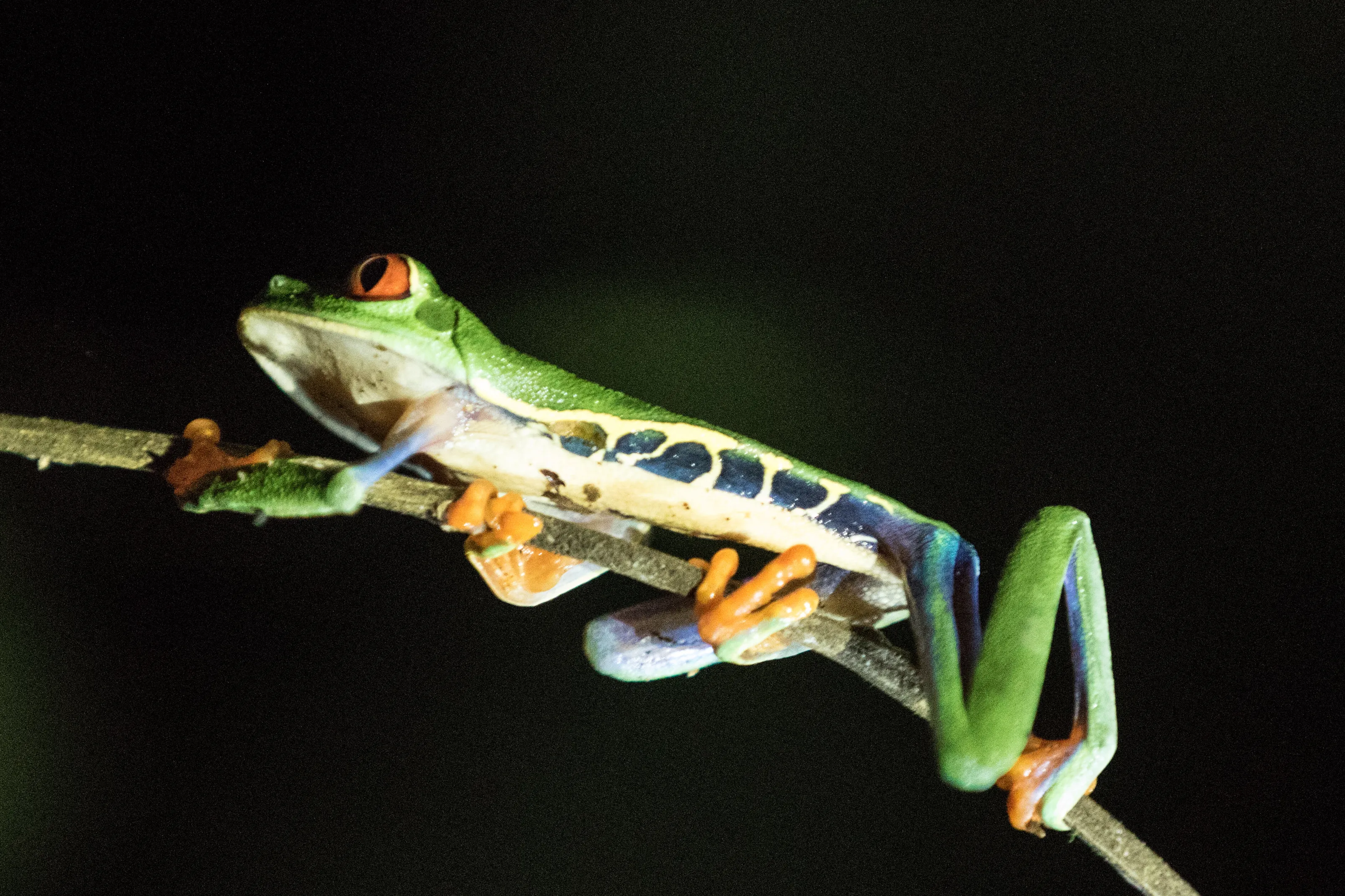 Costa Rican tree frog