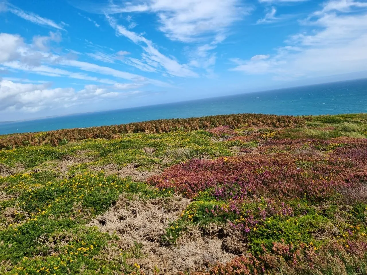 Gorse and Bell heather